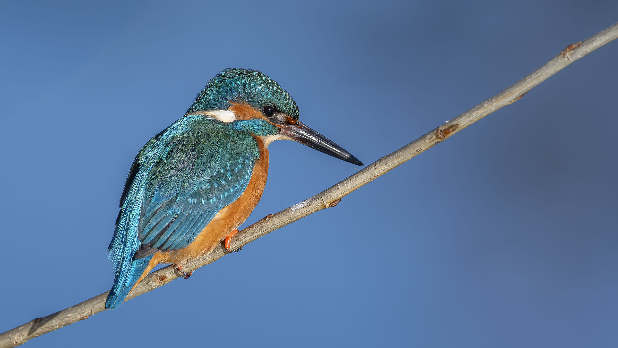 Kingfisher