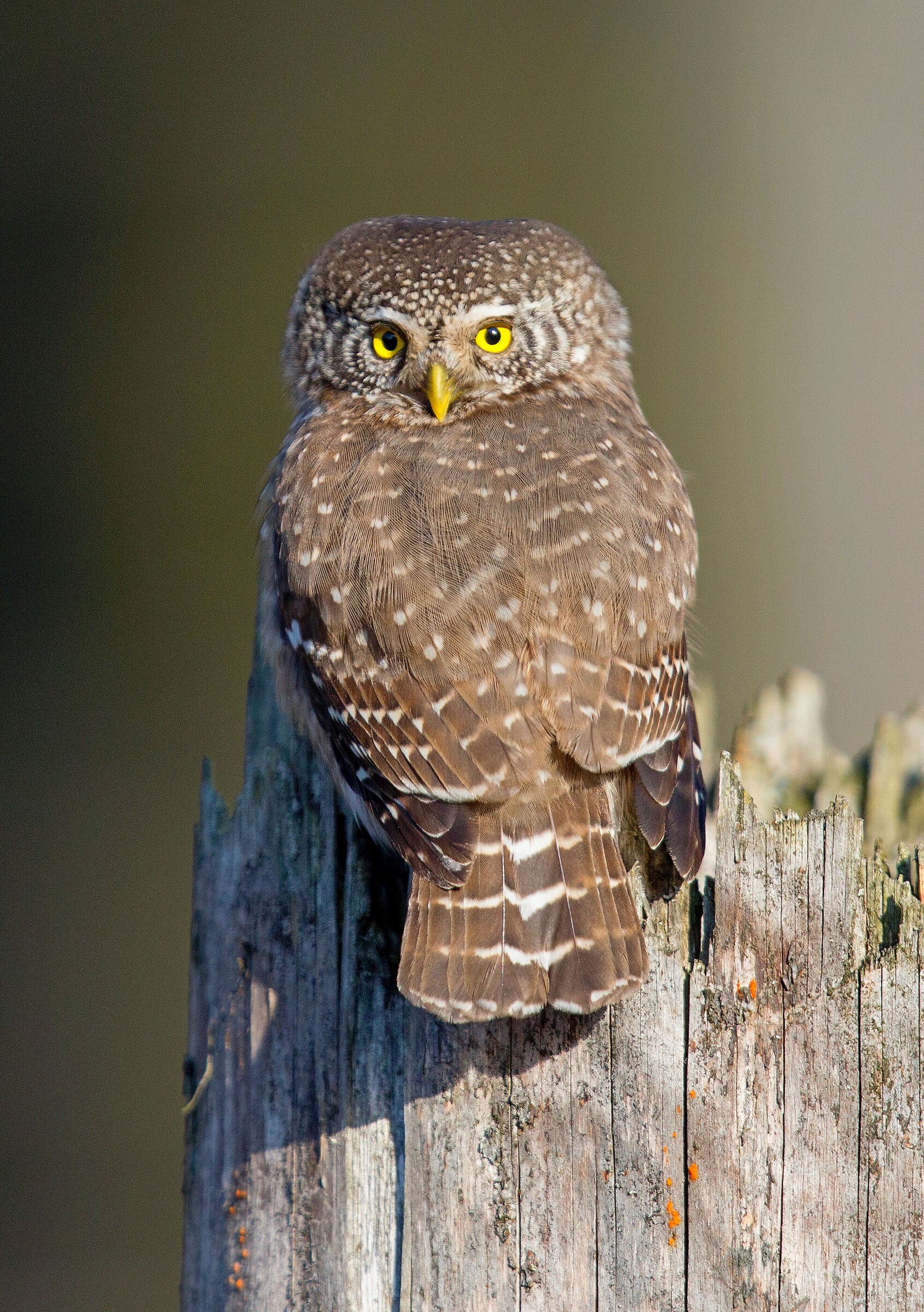 Glaucidium passerinum