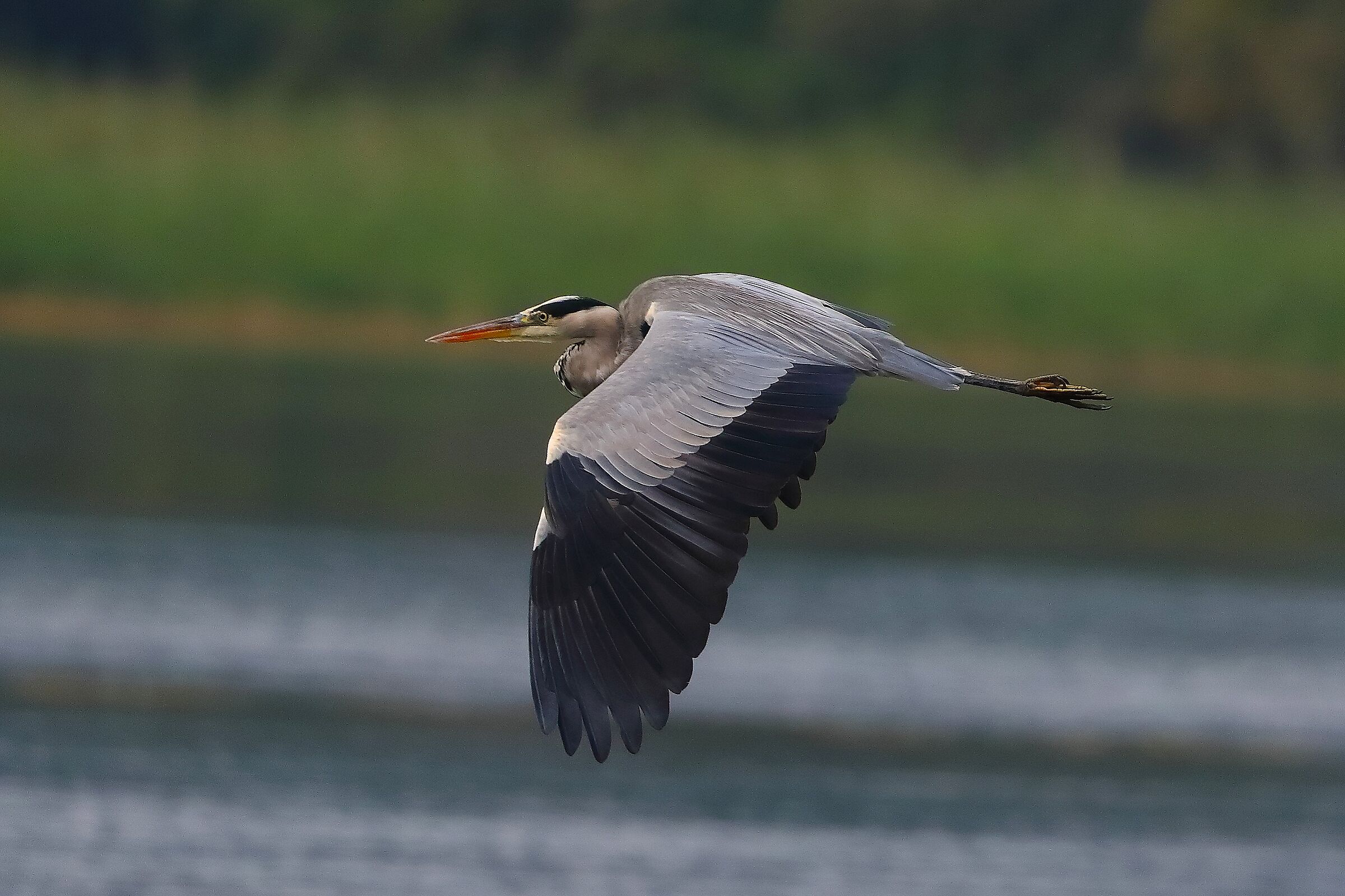 Cenerino 06 ottobre 2024 - 0138