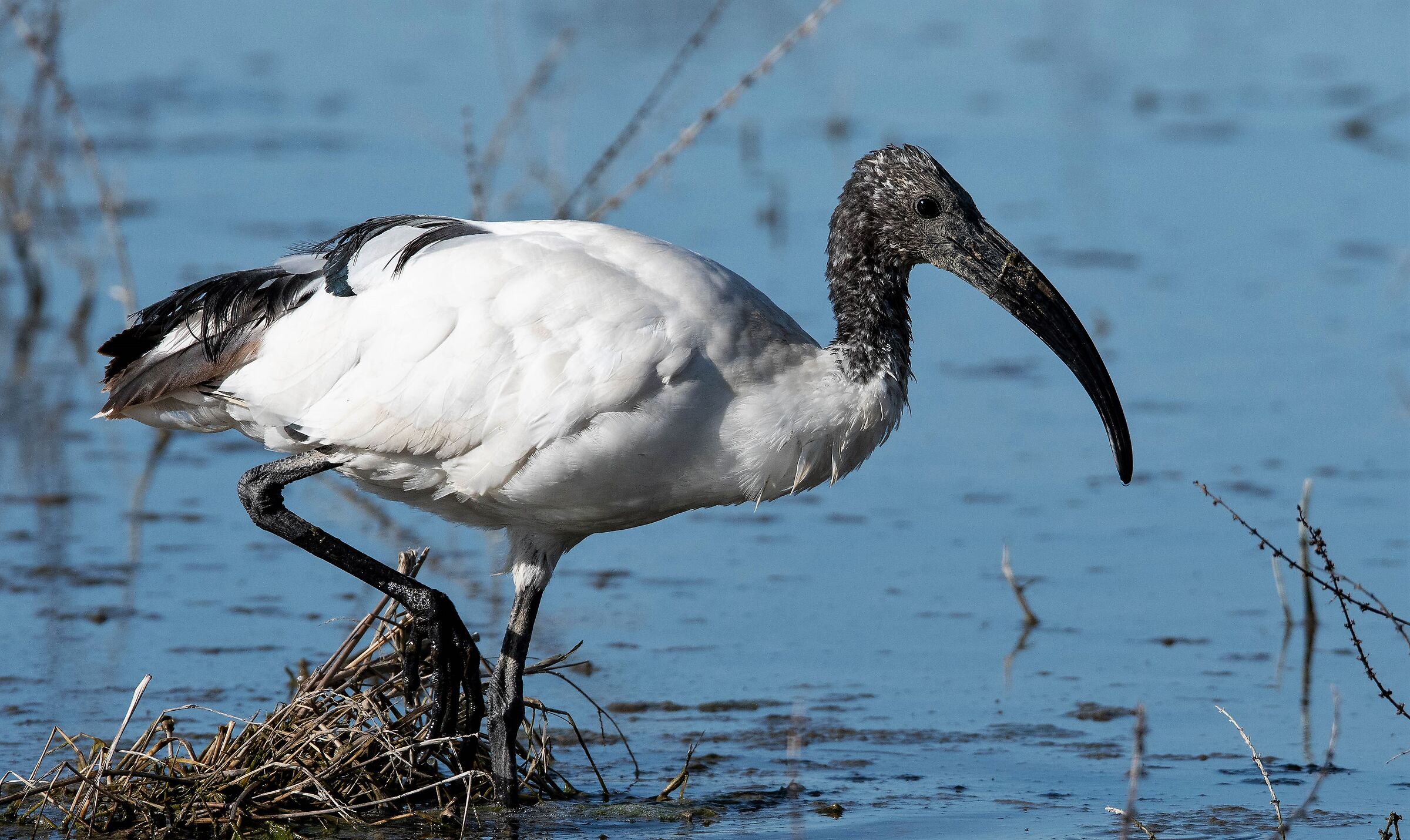 Ibis