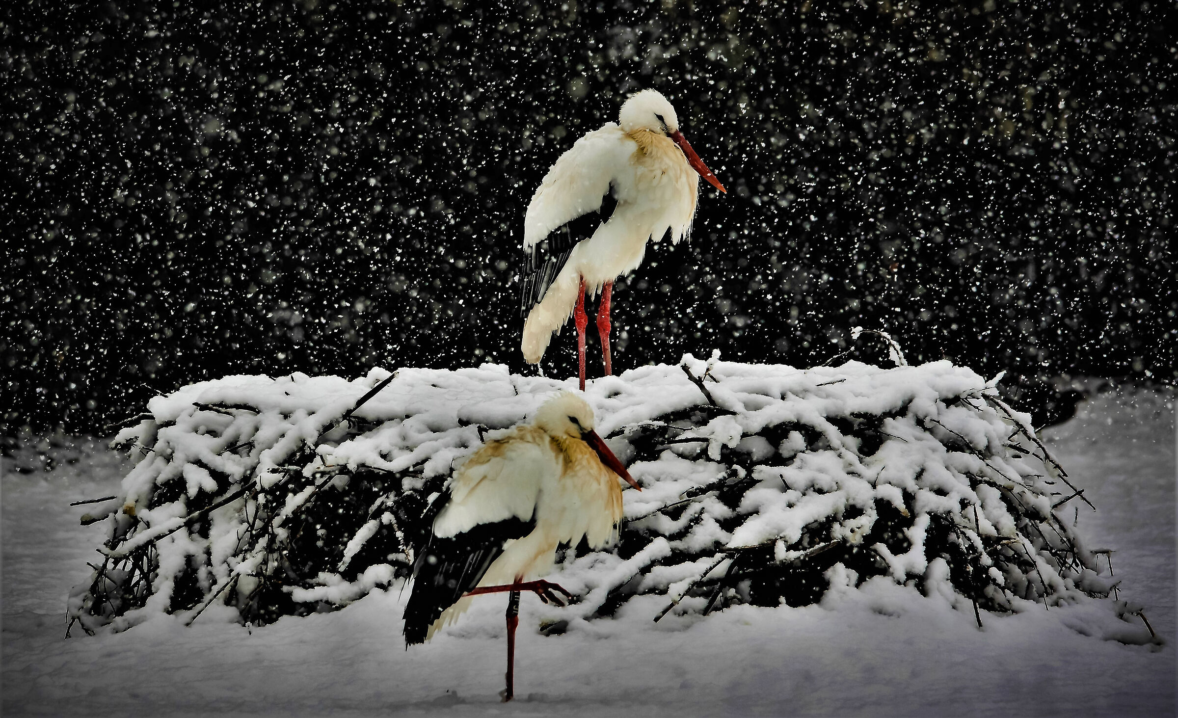 Storks in the snow