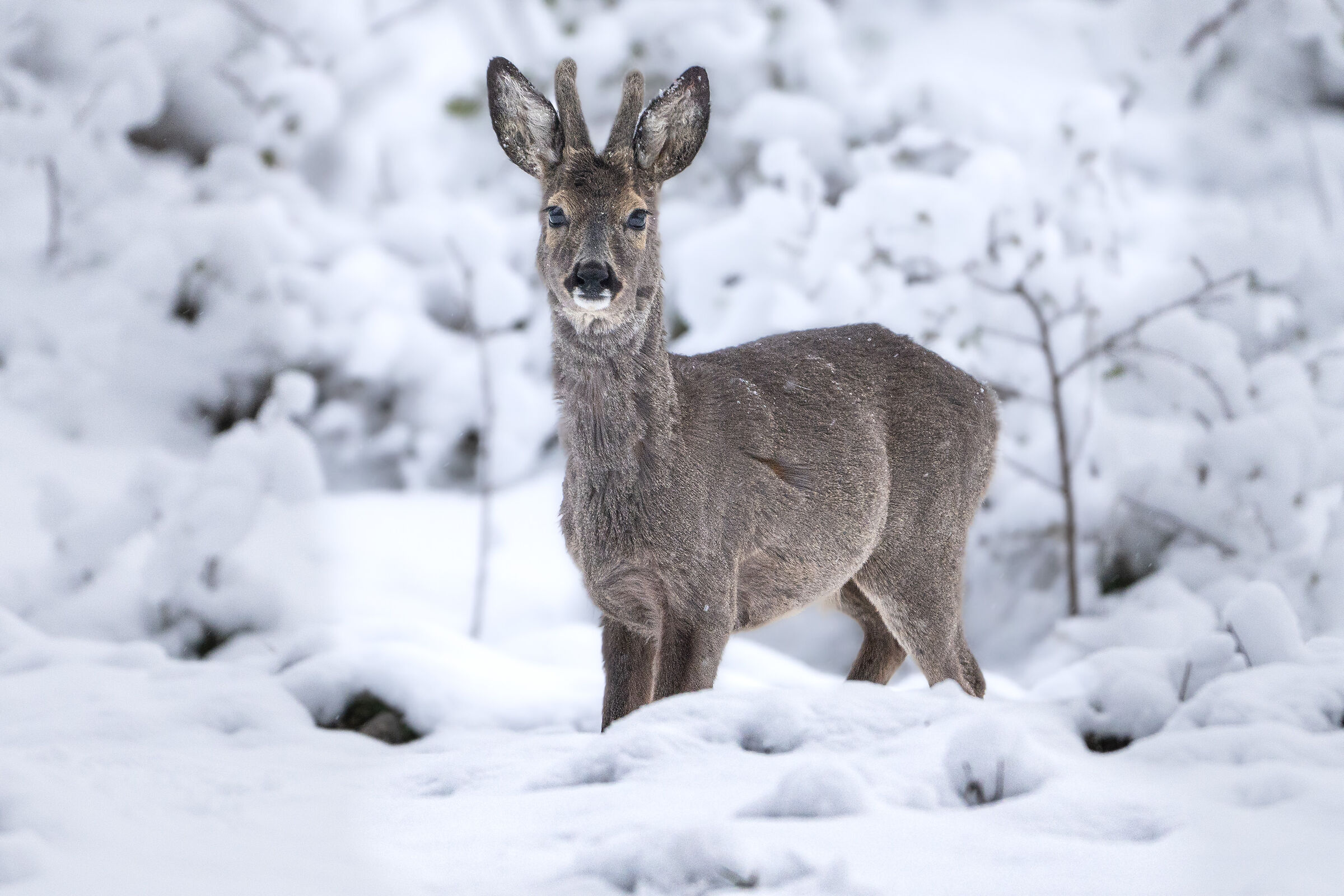 Roe deer