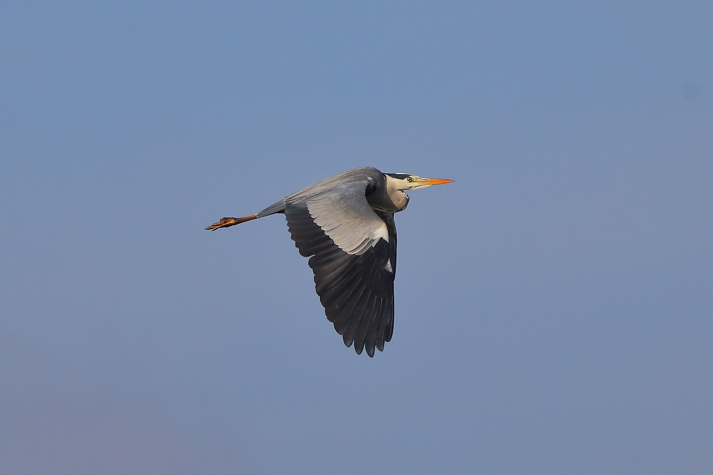 Cenerino 09 novembre 2024 - 0052