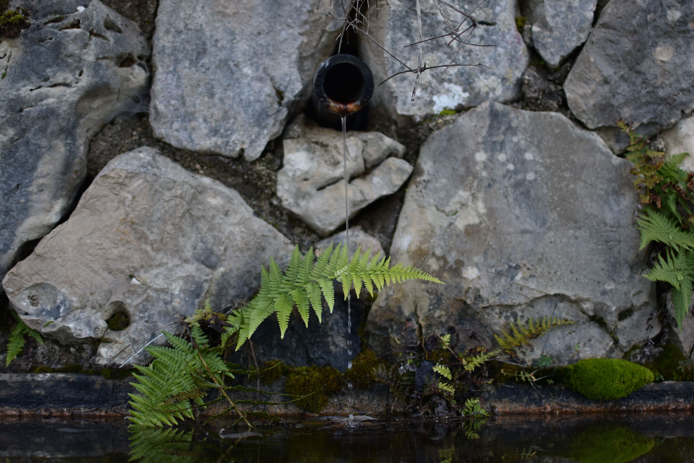 The Palluccio Fountain