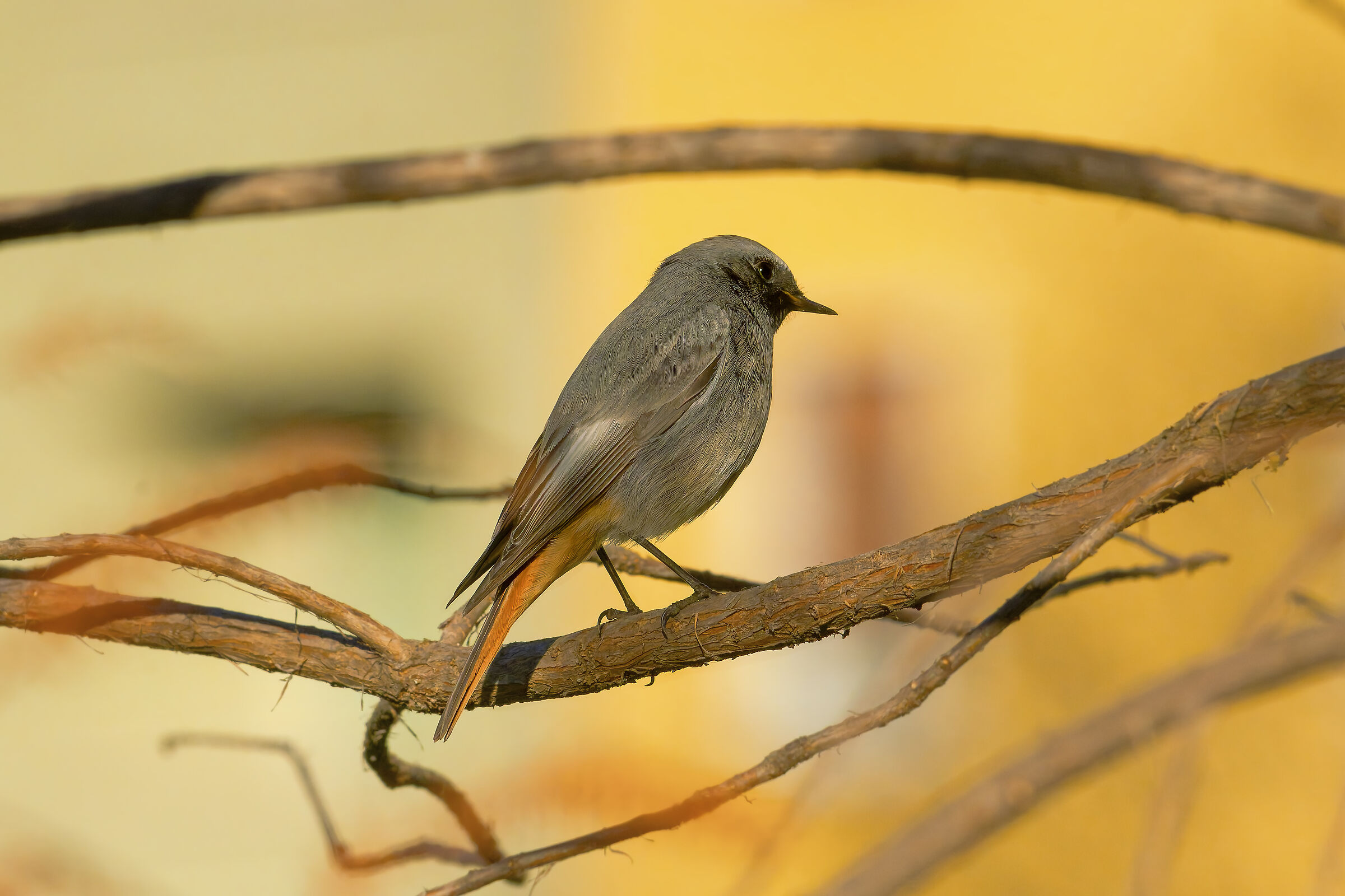 Codirosso spazzacamino