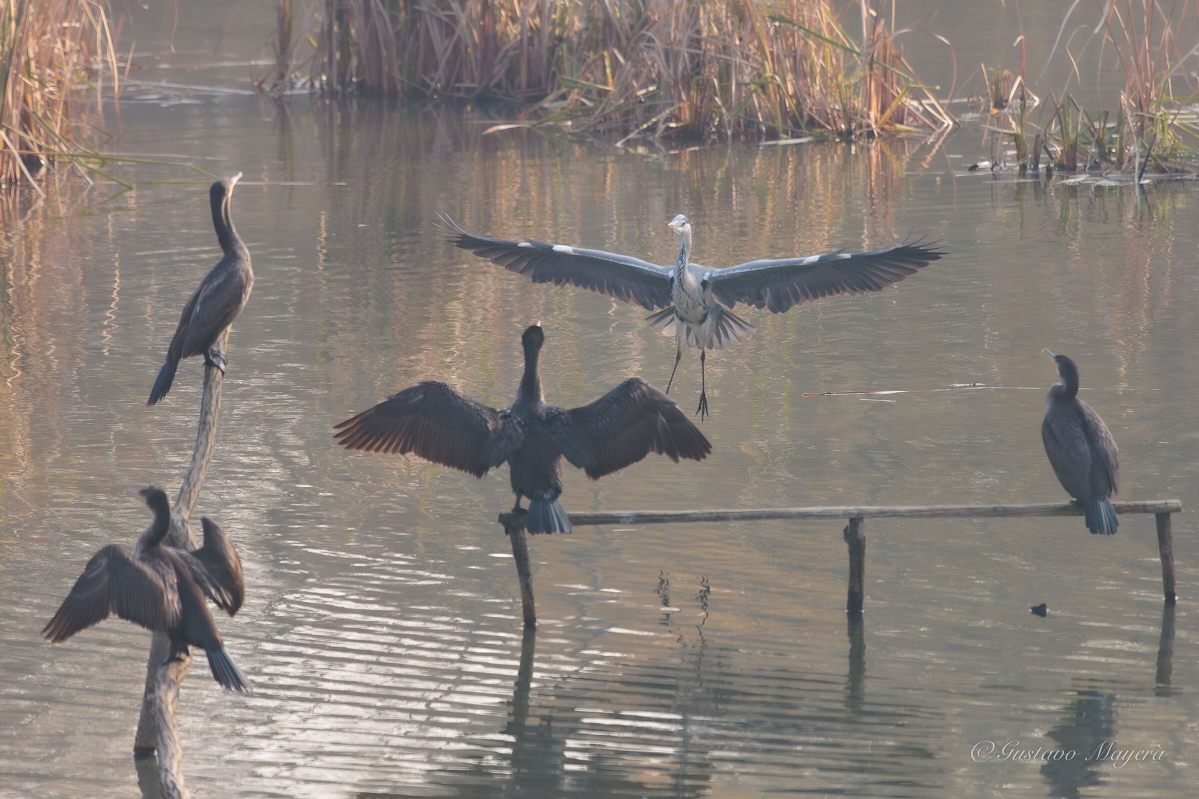 Airone cenerino vs cormorani