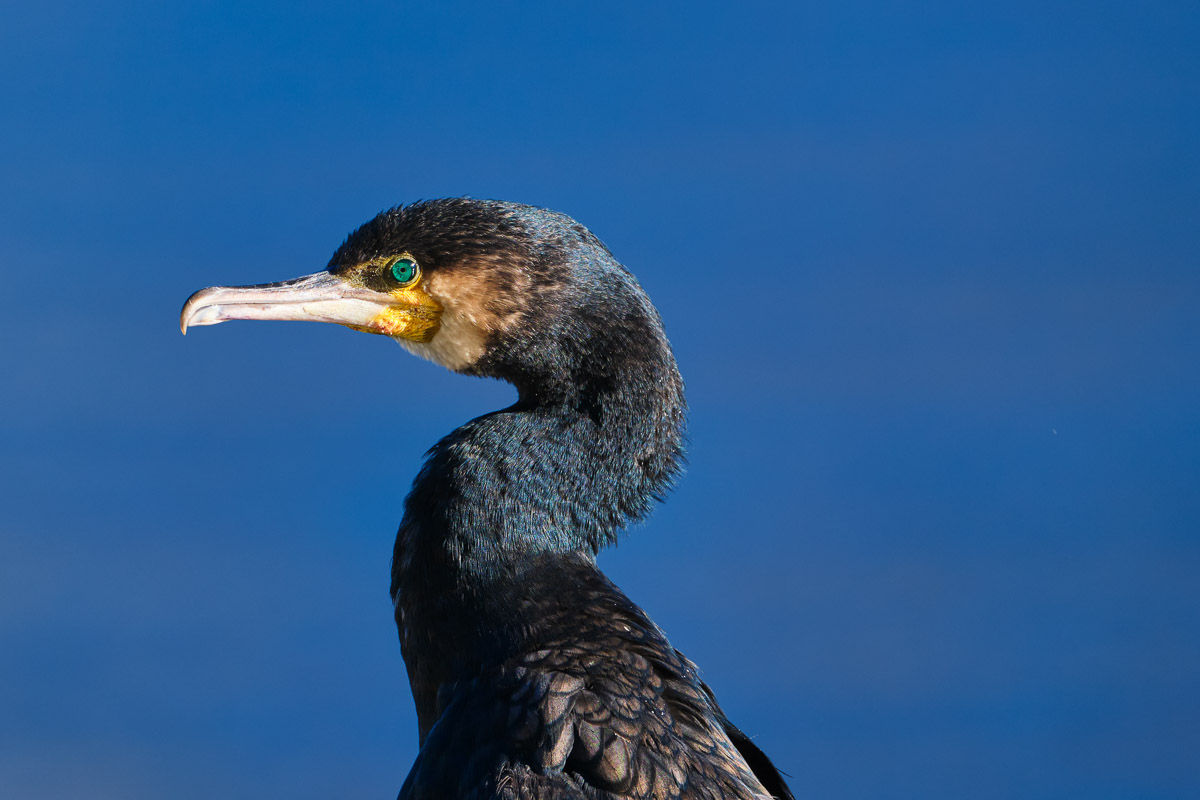 dettaglio Cormorano 1