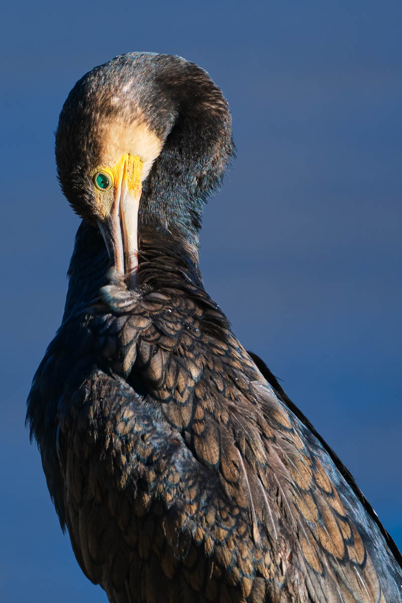 dettaglio Cormorano 2