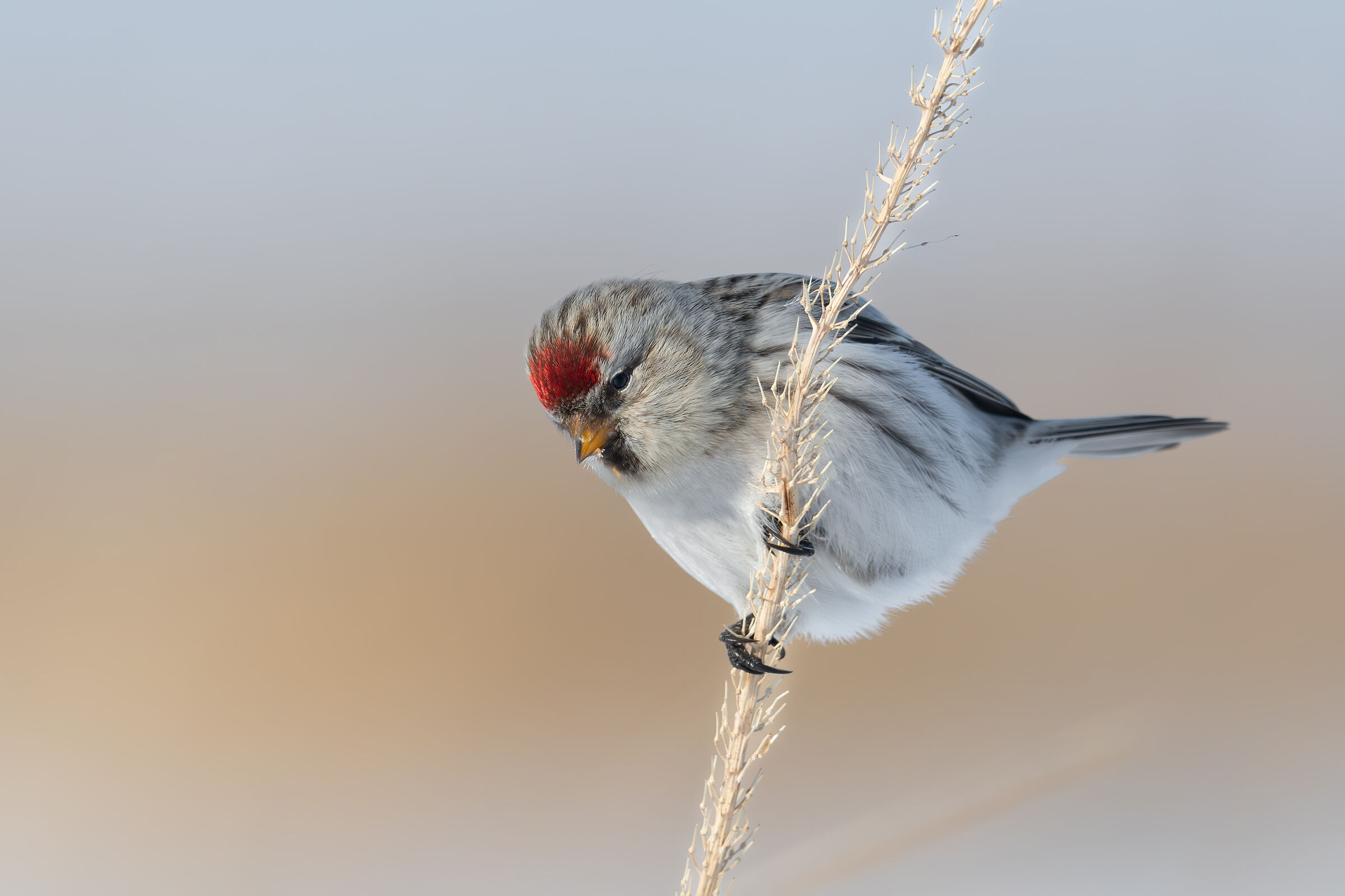 Arctic redpoll