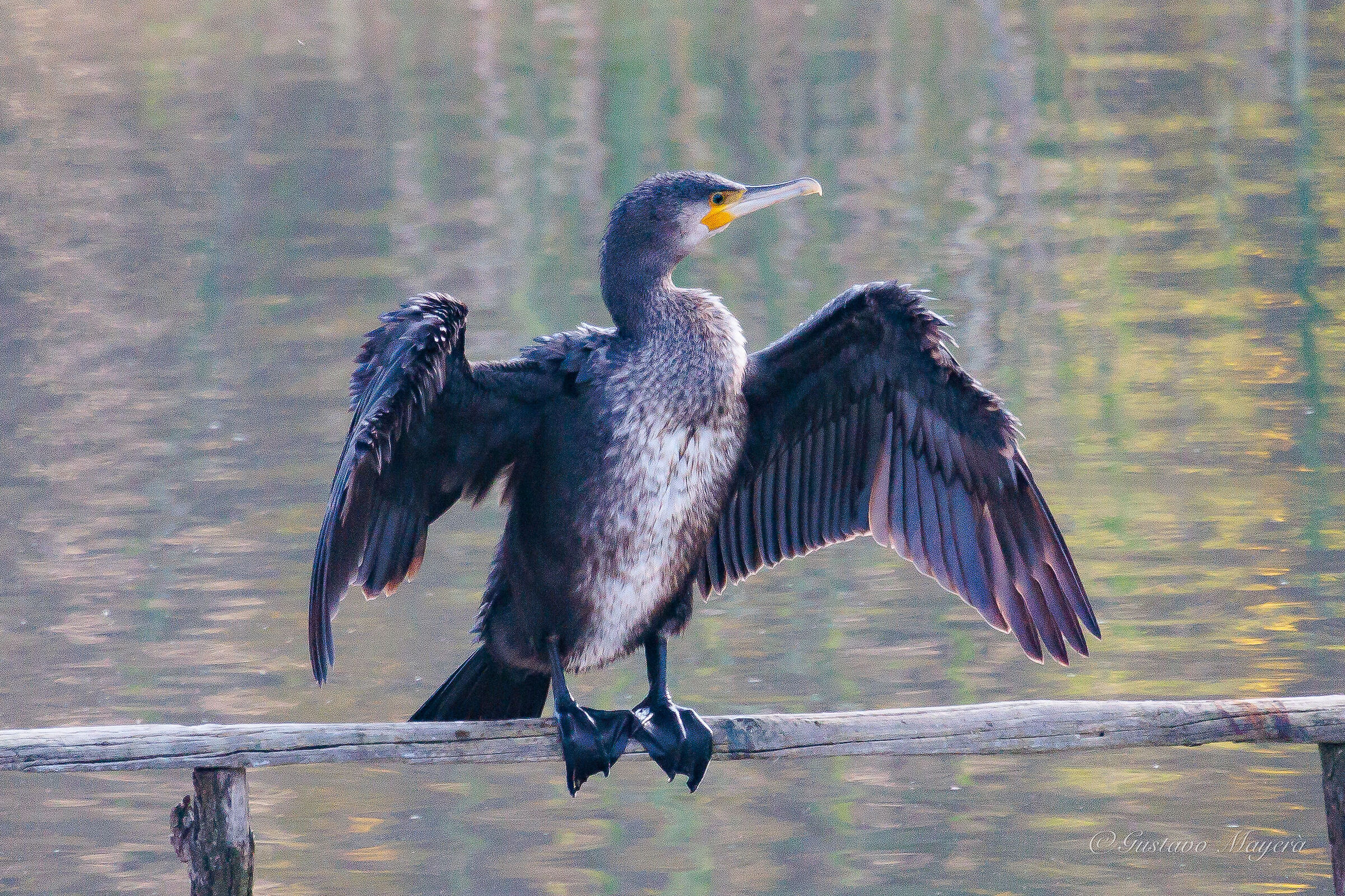 Cormorano