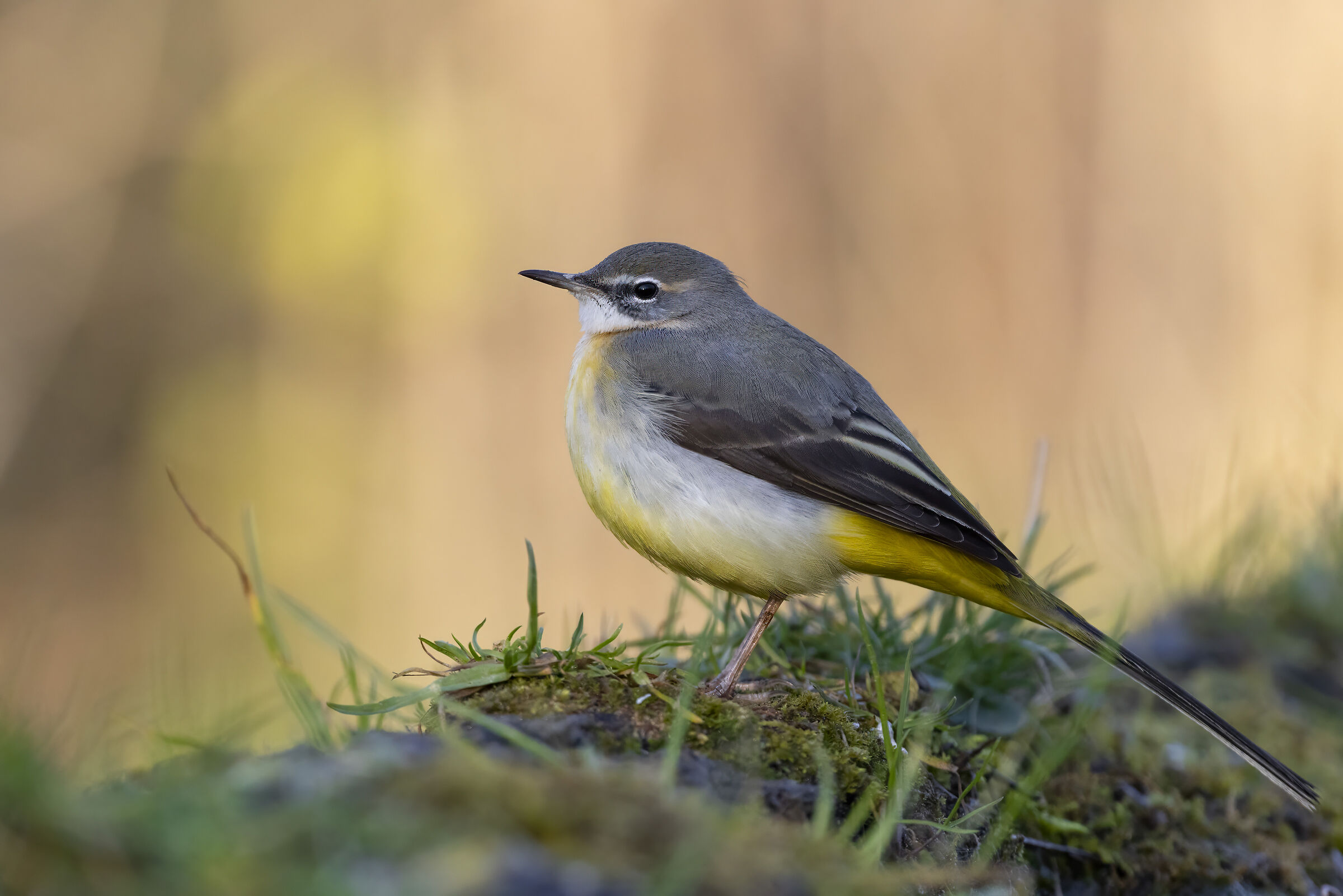 Grey wagtail