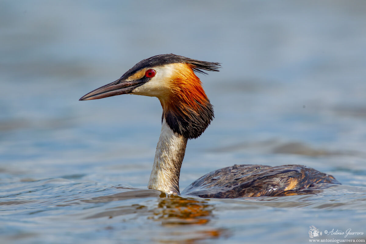 Great crested grebe
