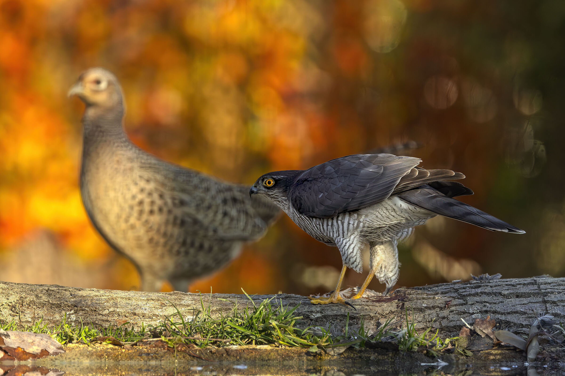 Young female sparrowhawk