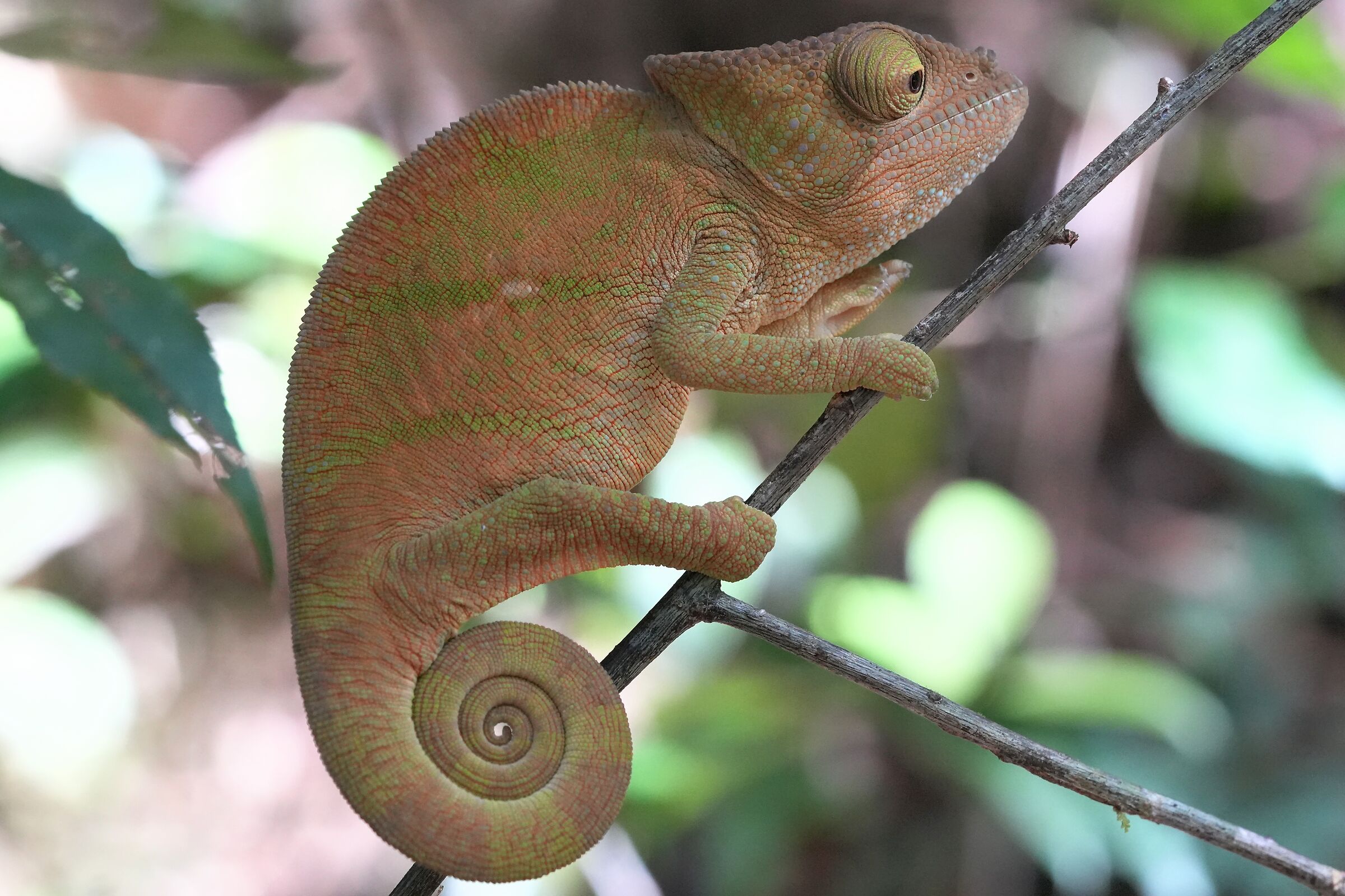 Calumma parsonii cristifer