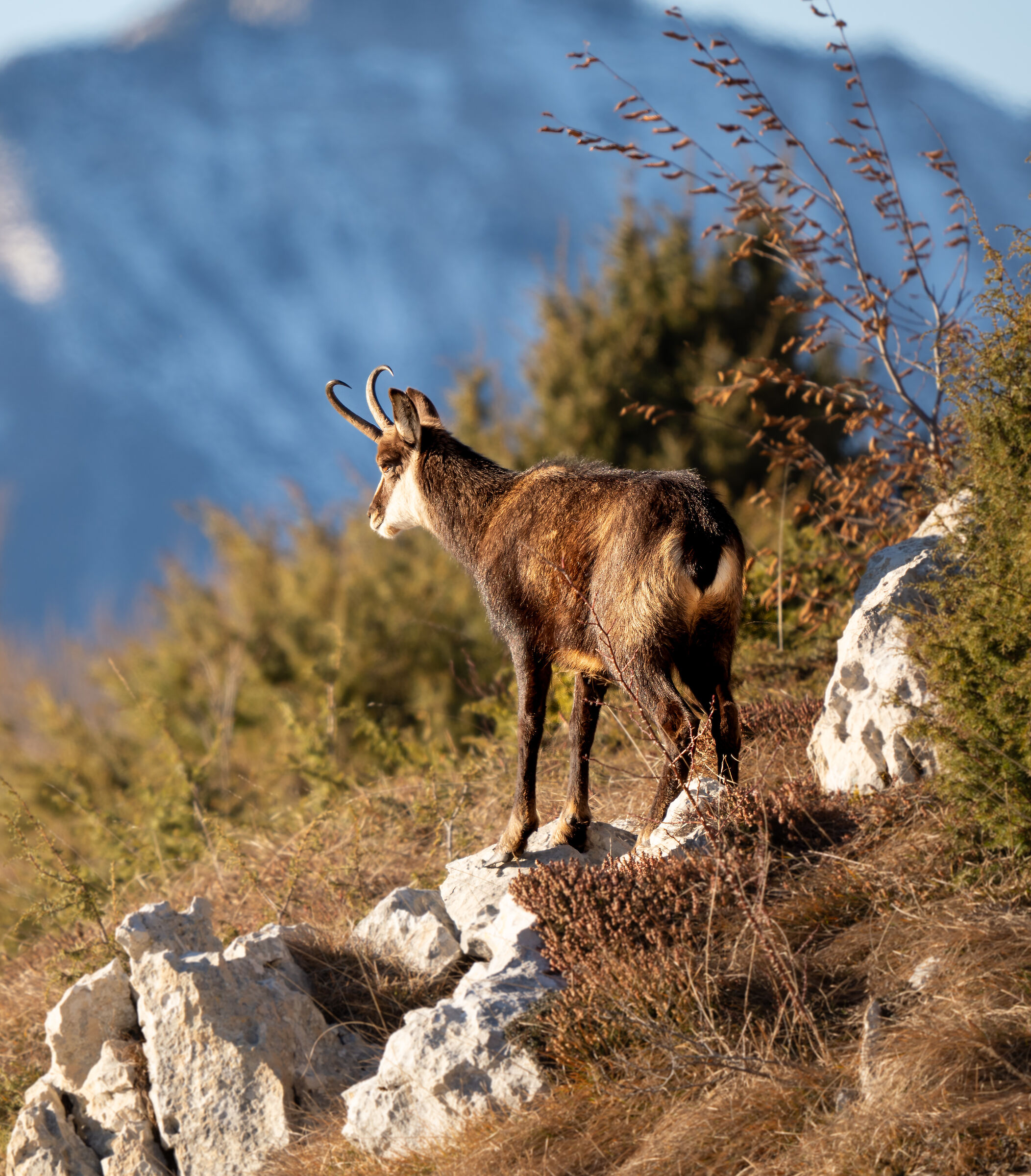 Camoscio baciato del sole
