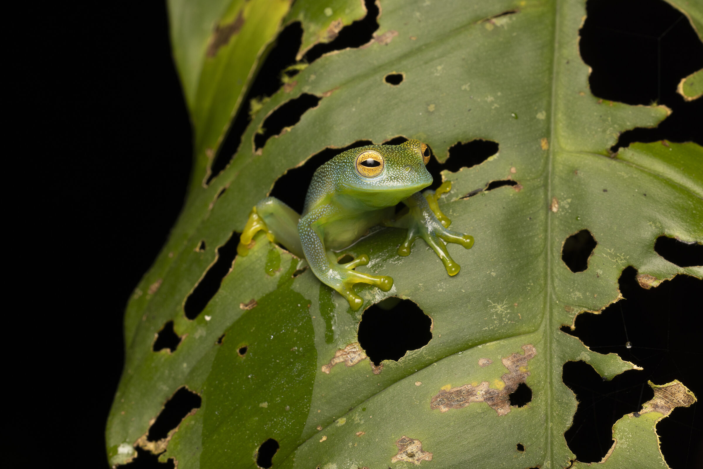 Glass frog