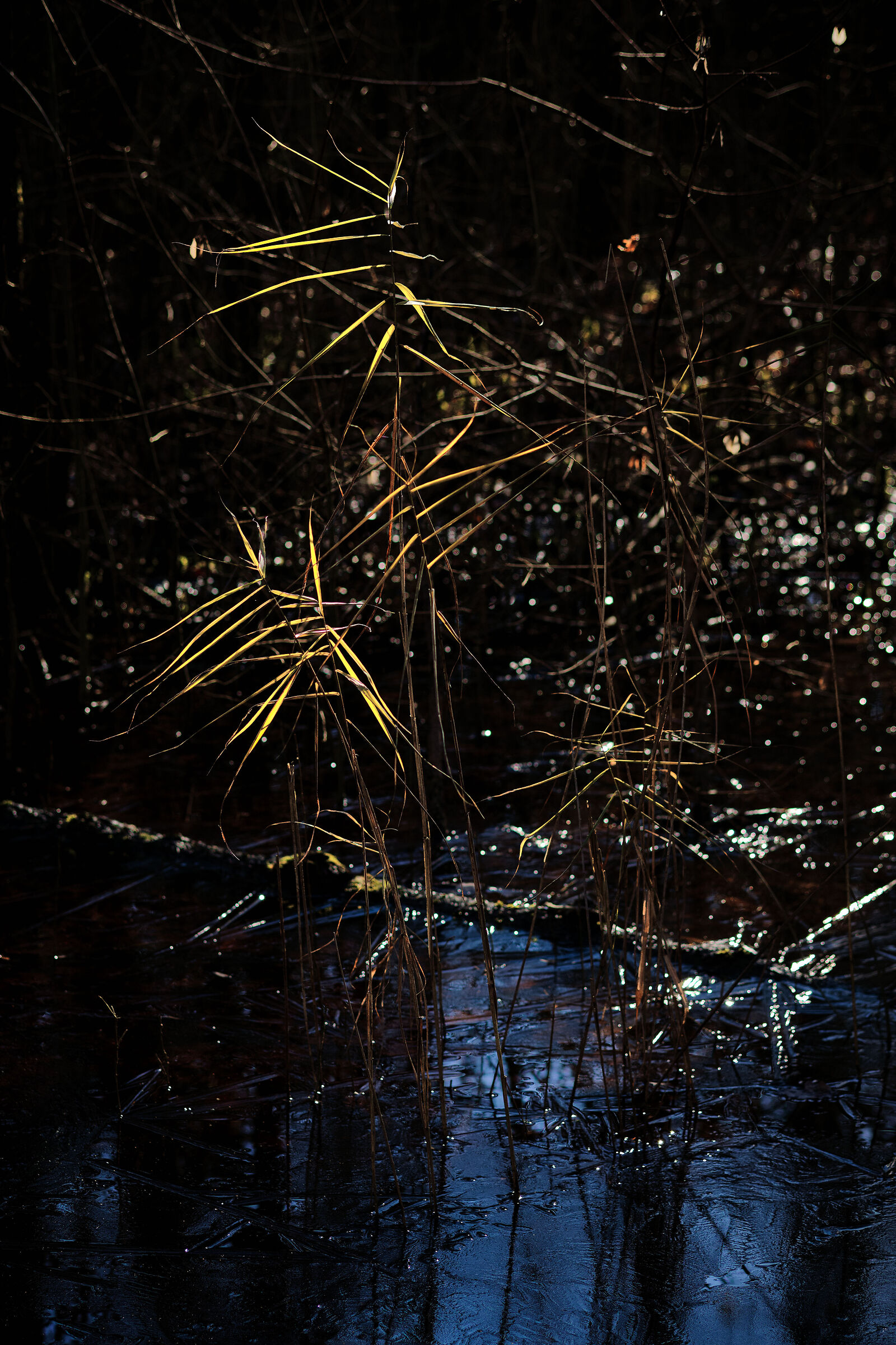 Torrazzuolo, a detail against the light