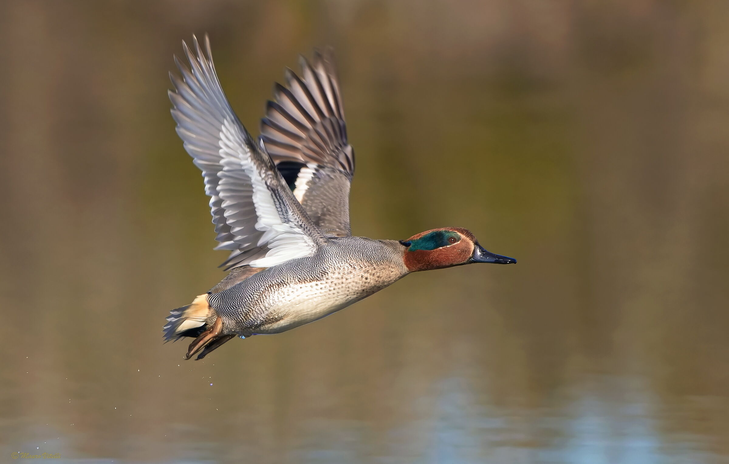 Teal (Anas crecca)