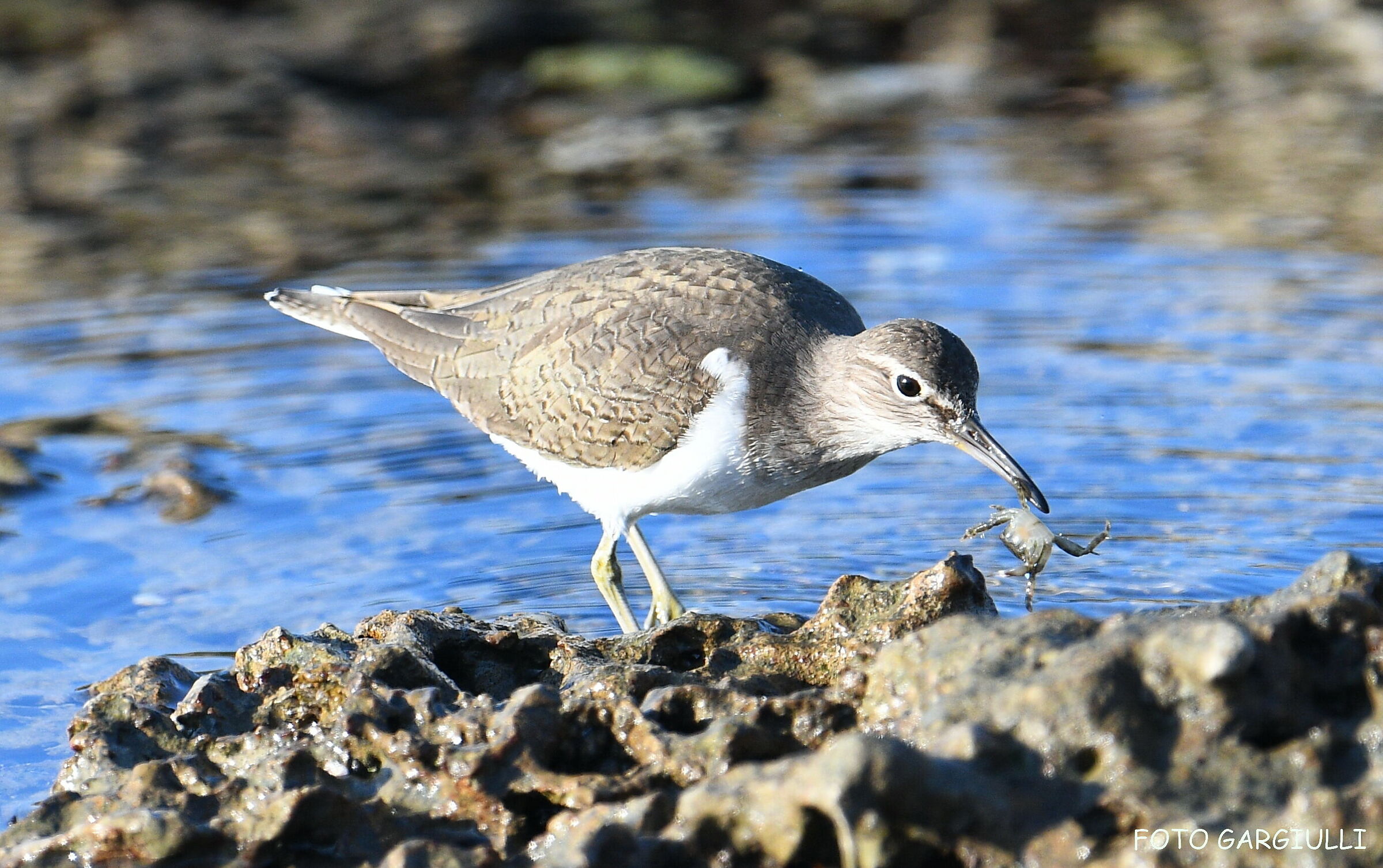 Sandpiper with prey