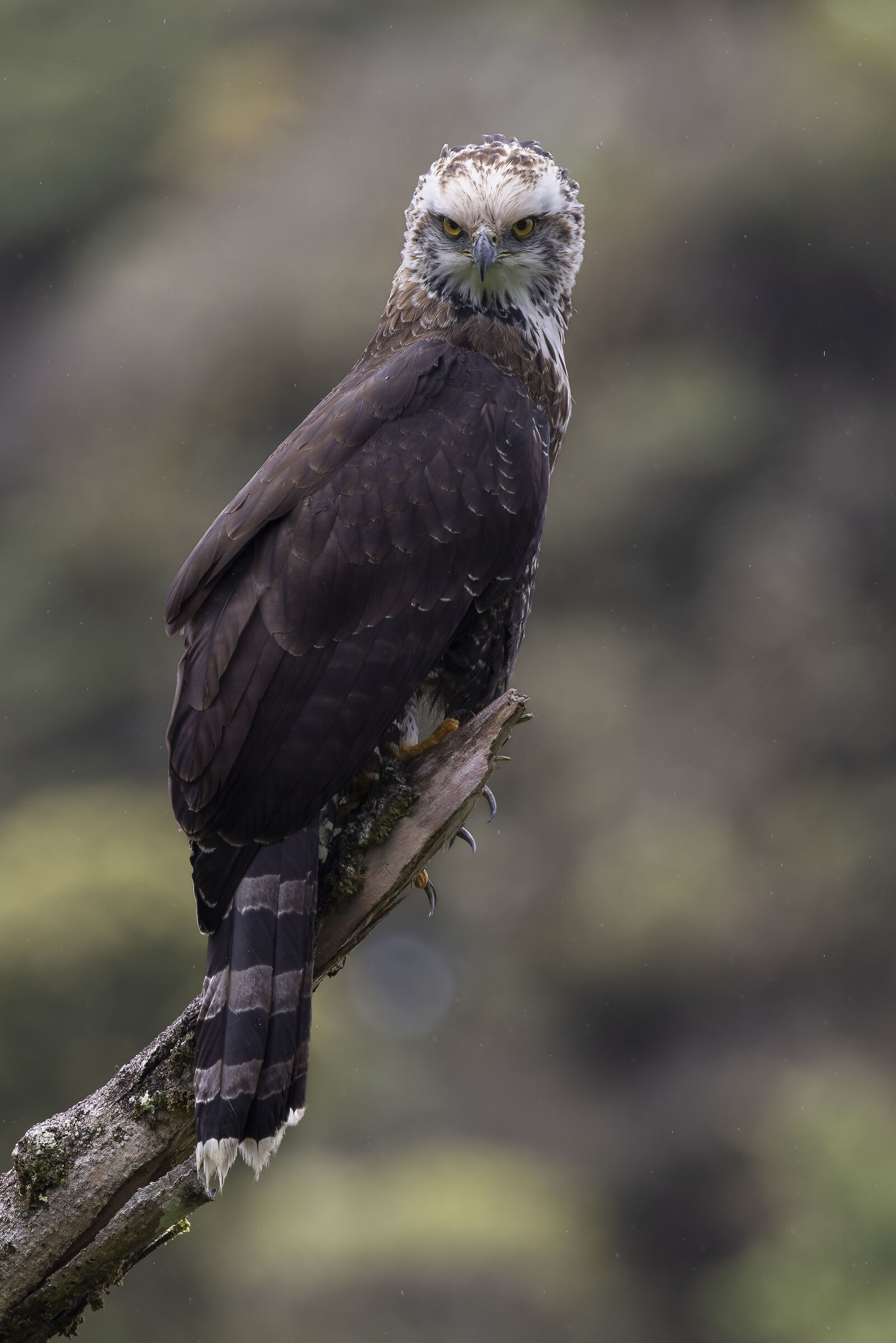 Spizaetus Tyrannus in the rain