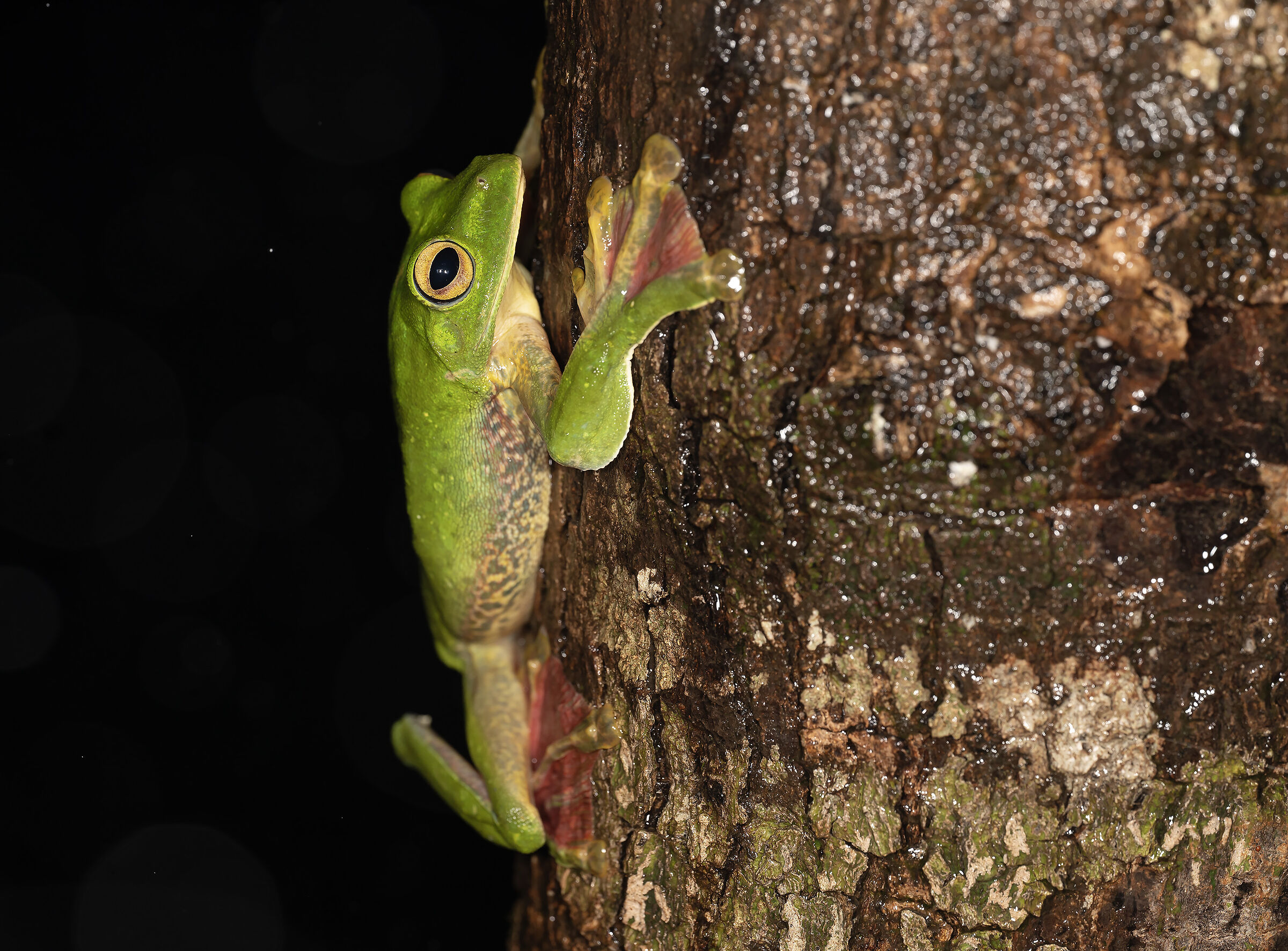 Malabar gliding frog