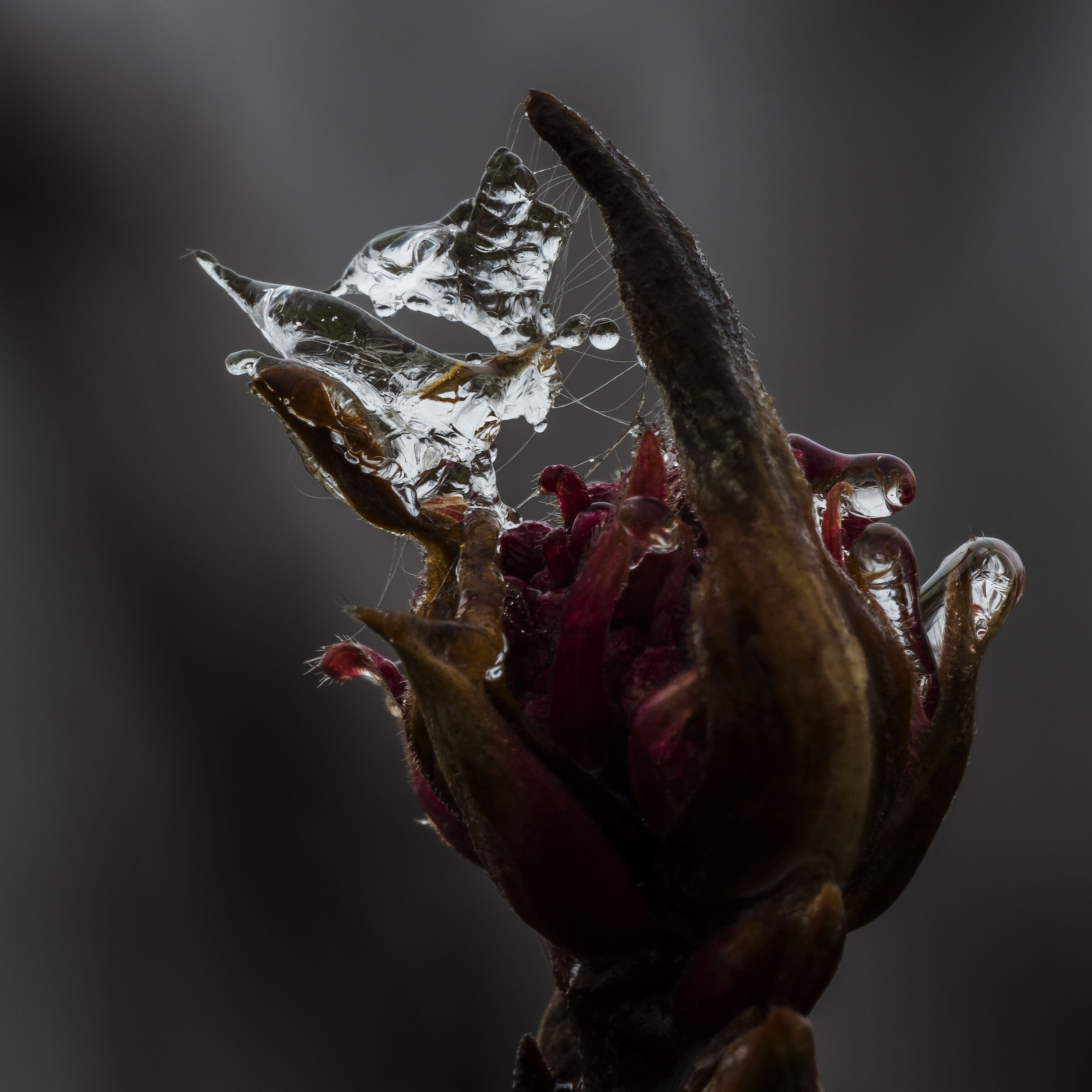 The realm of the "Ice Spider"