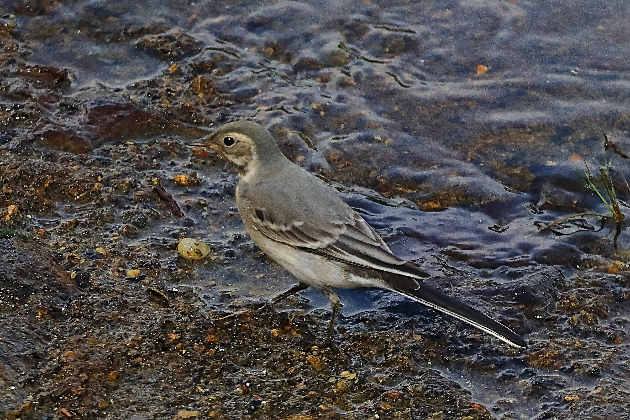 Ballerina B 07 agosto 2024 - 0097
