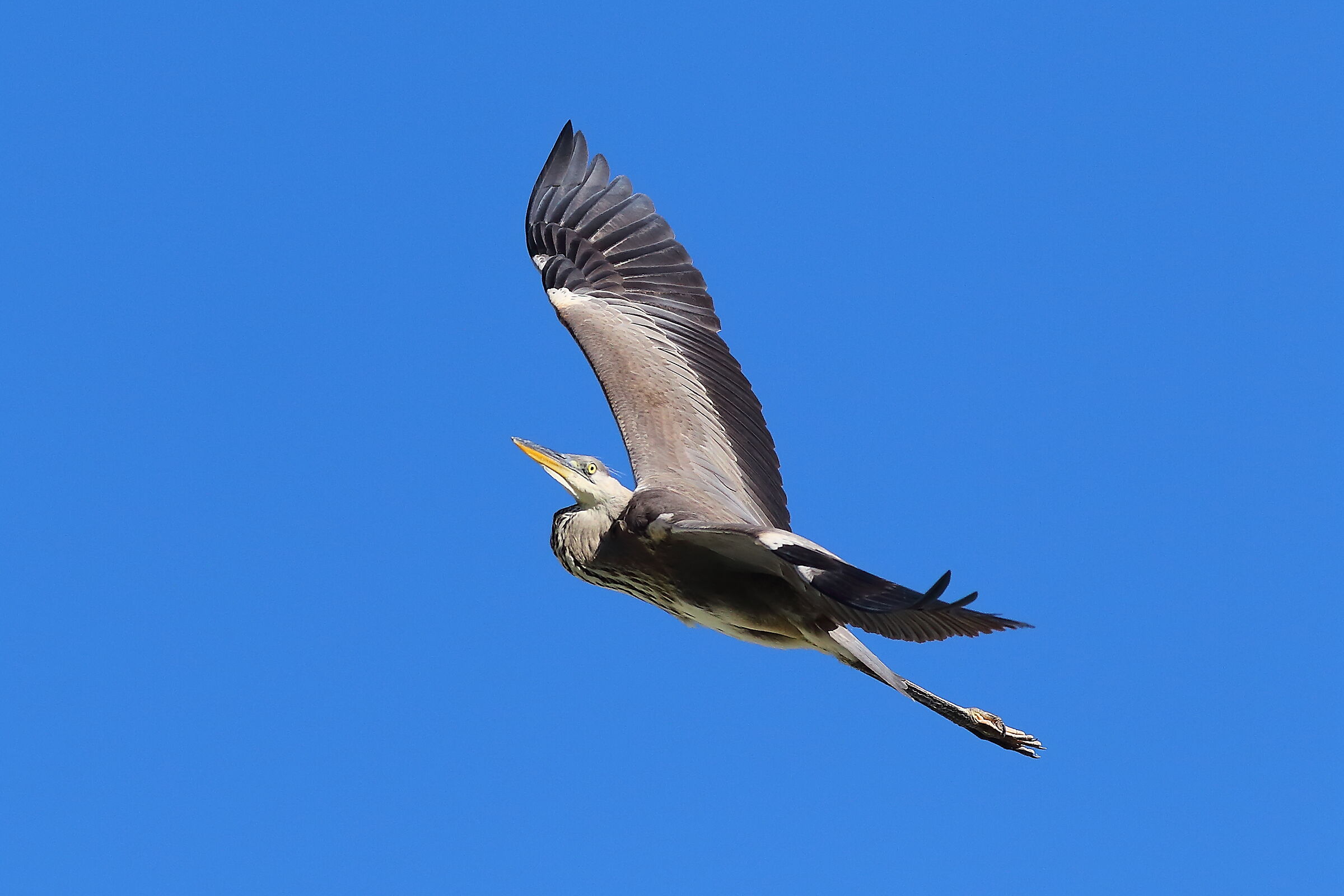 Cenerino 09 settembre 2024 - 0106