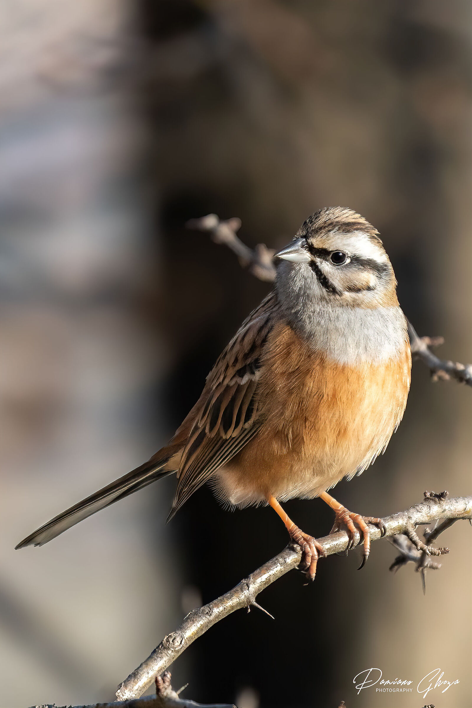 Muciatto Bunting