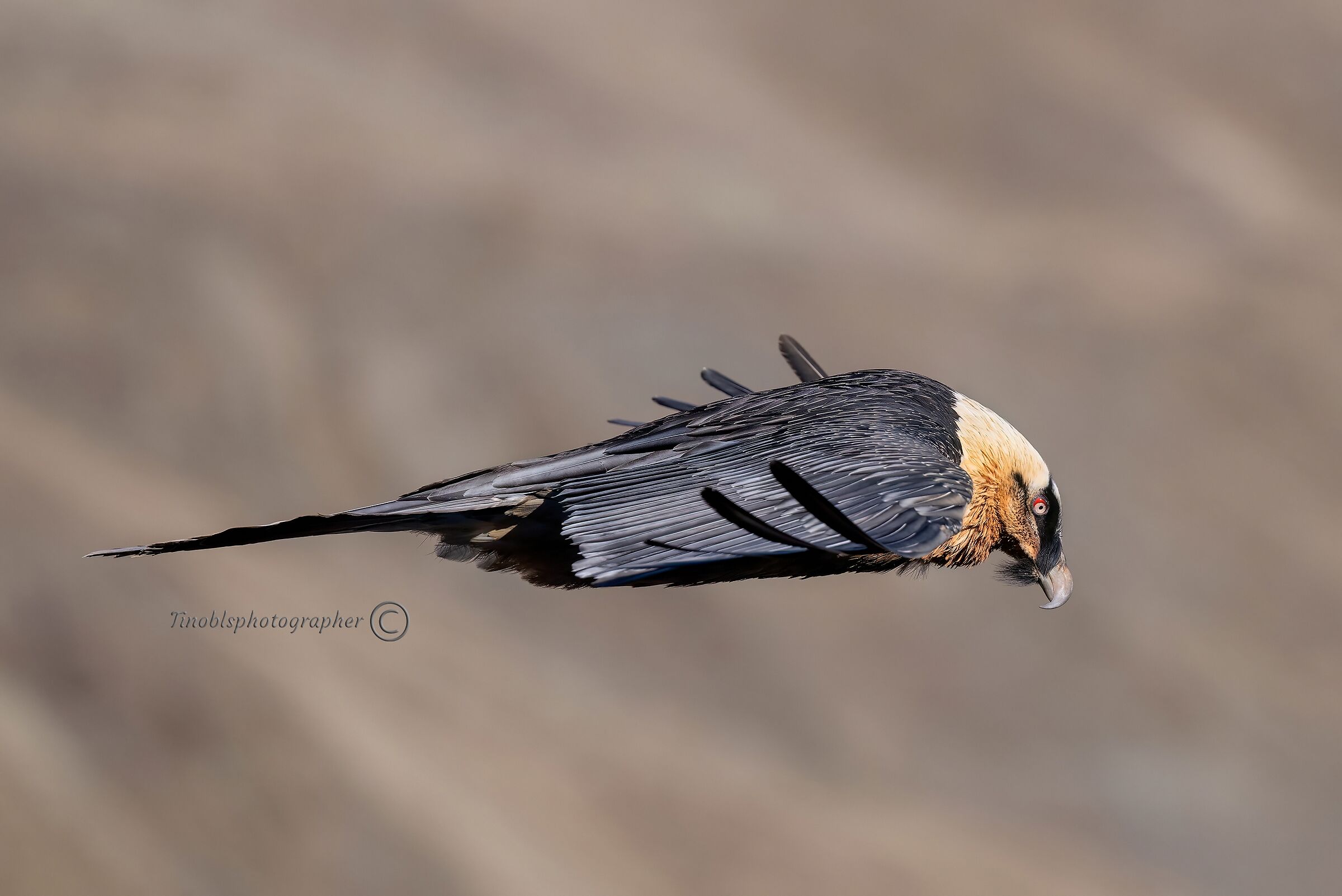 Bearded vulture (Gypaetus barbatus)
