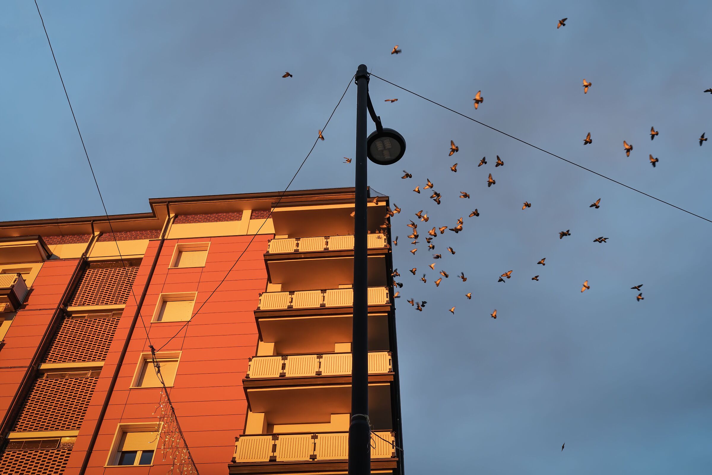 The flight