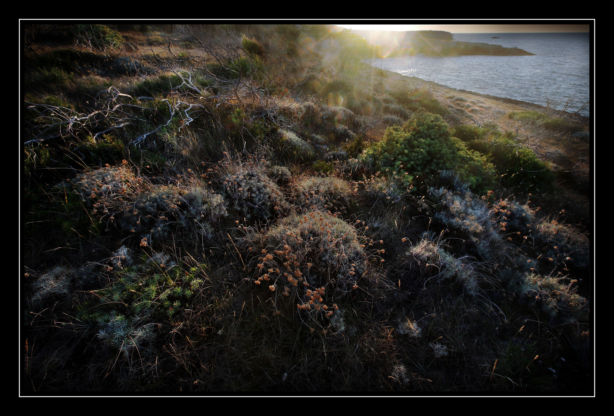Backlight