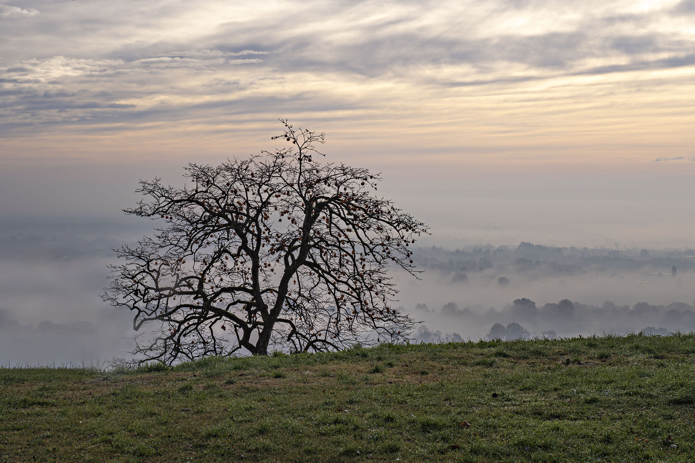 Dalla collina