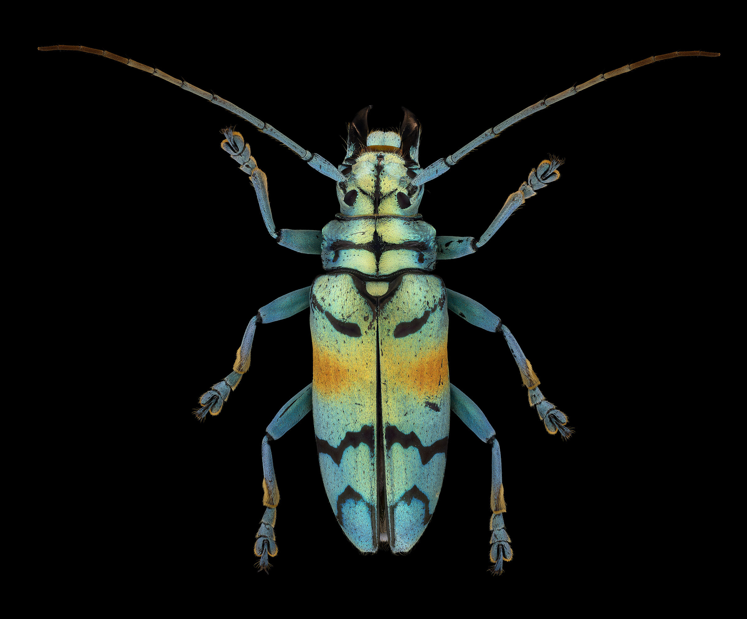 Tmesisternus rafaelae