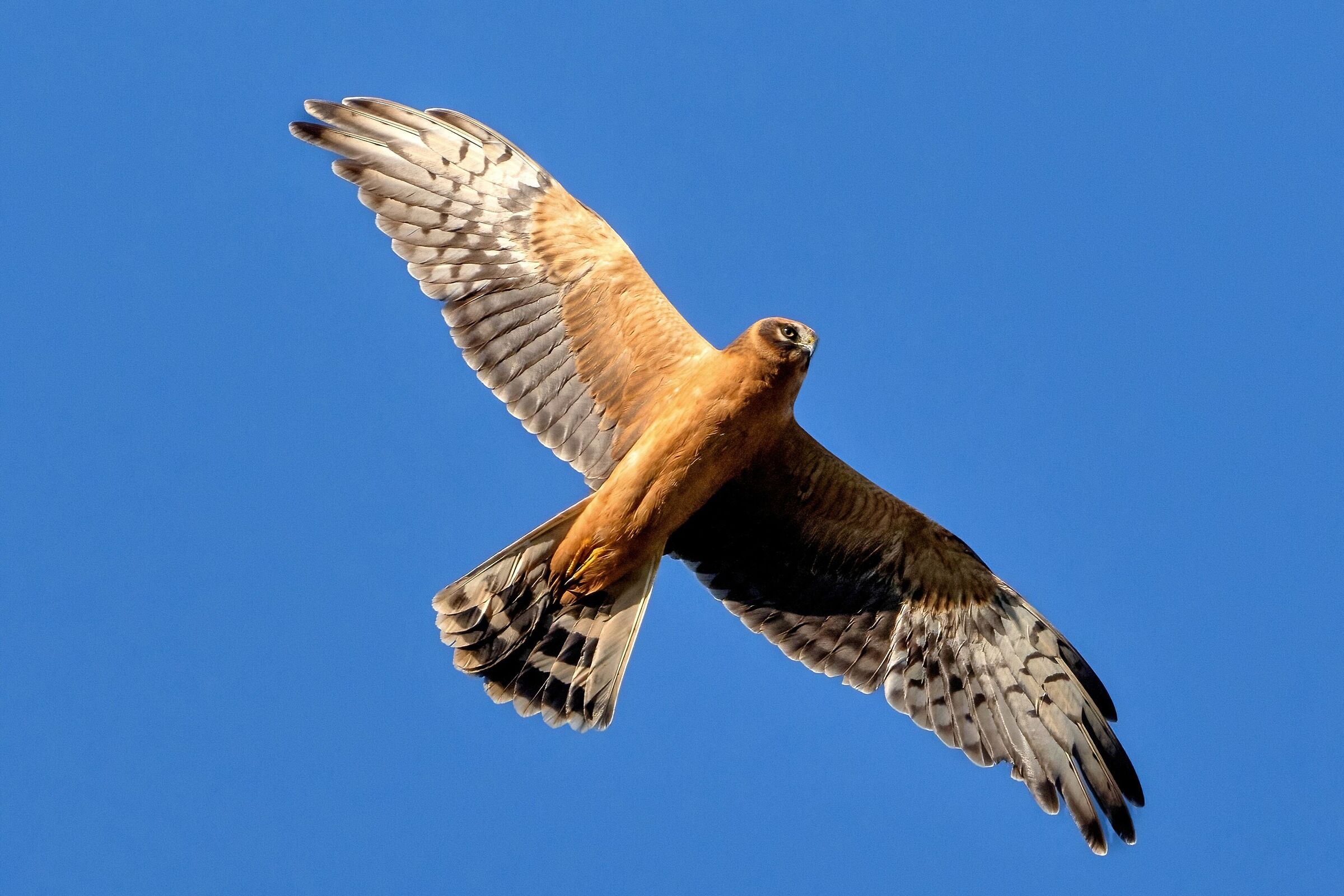 Pallid Harrier (Circus macrourus)