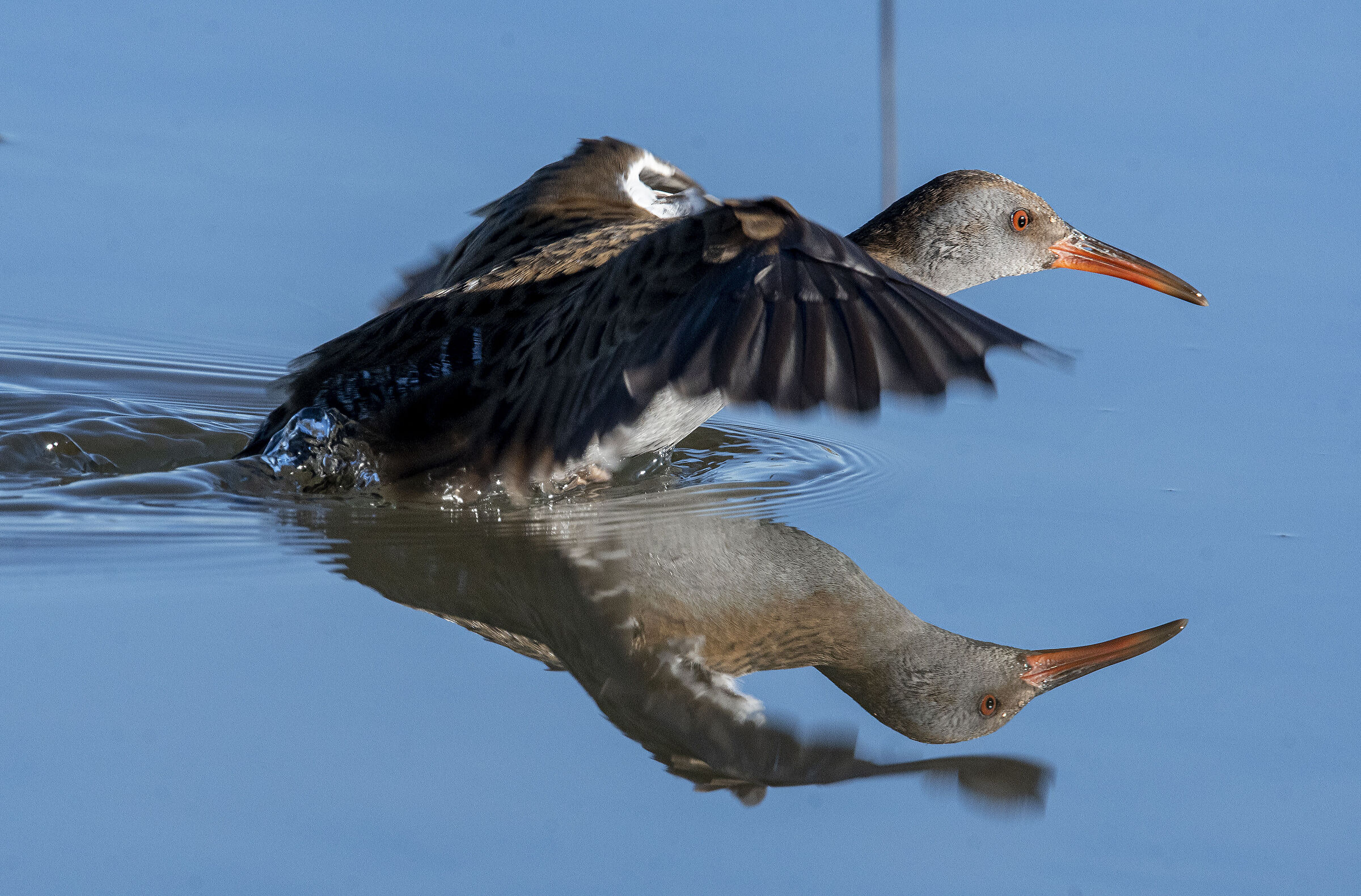 water rail