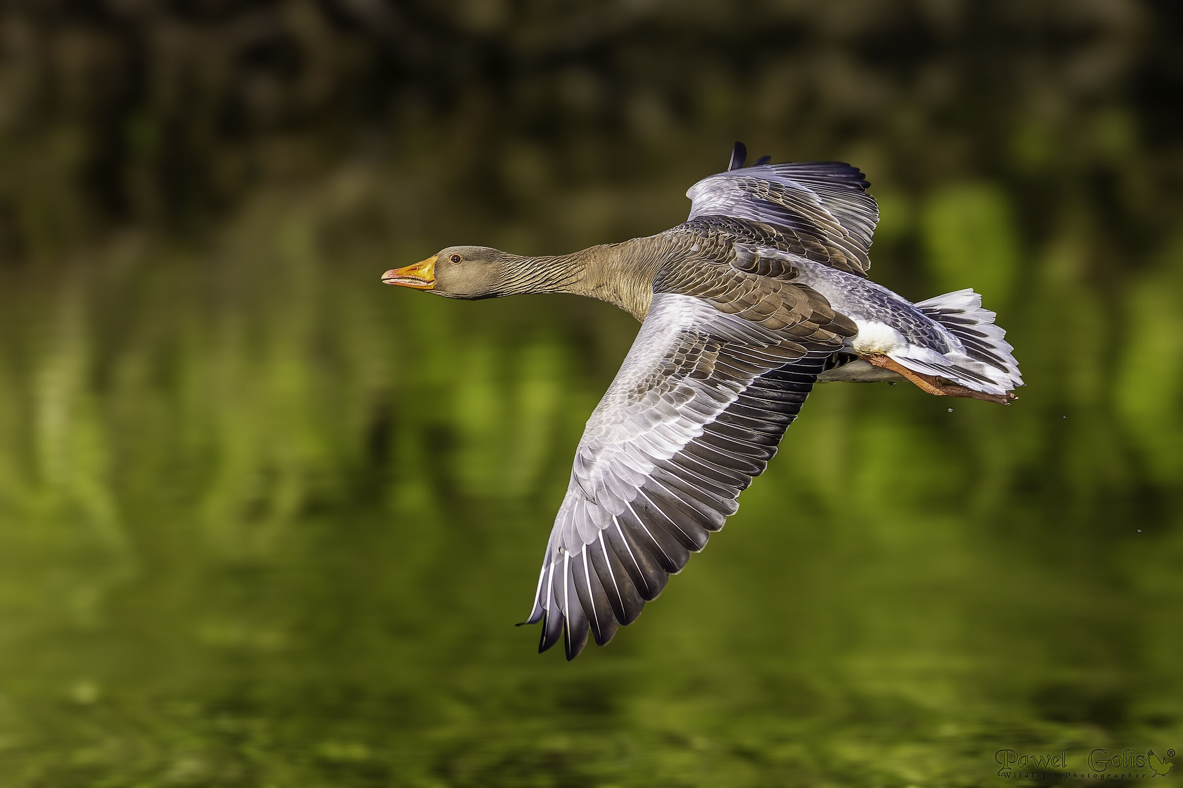 Oca selvatica (Anser anser)