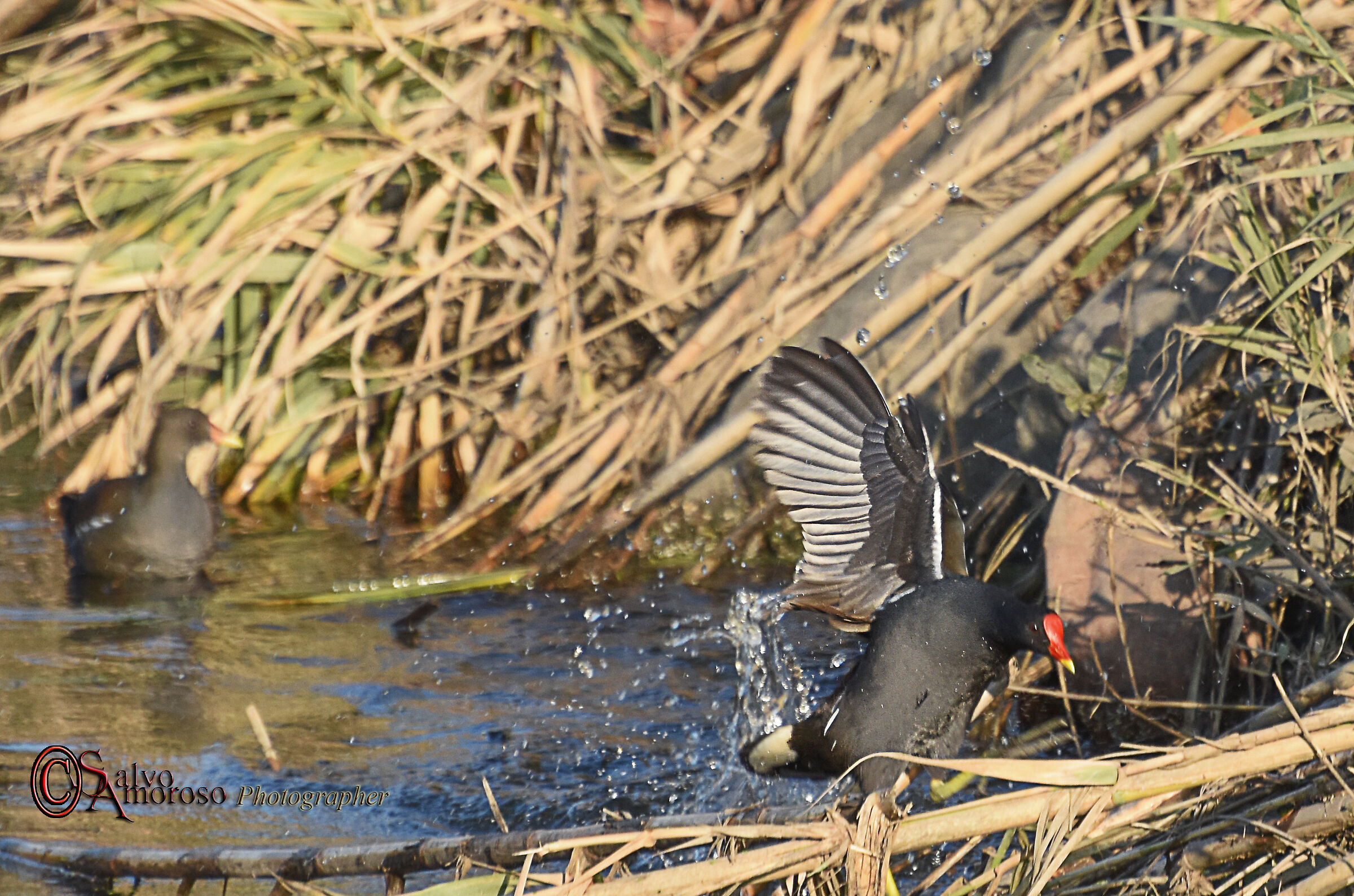 Gallinella D'acqua