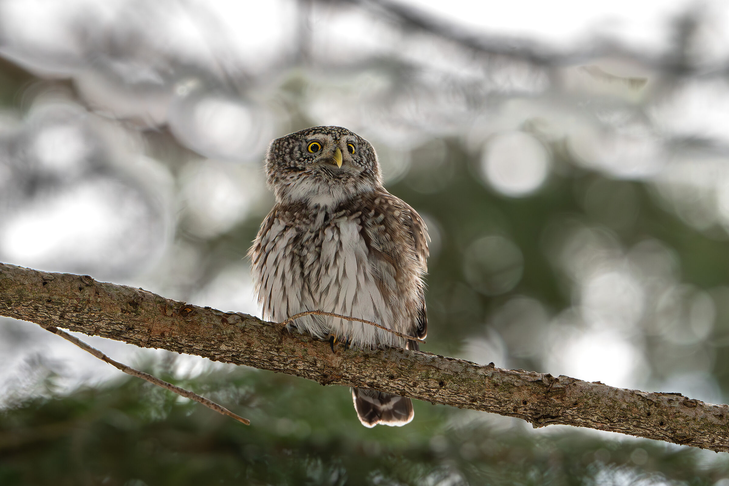 Dwarf Owl