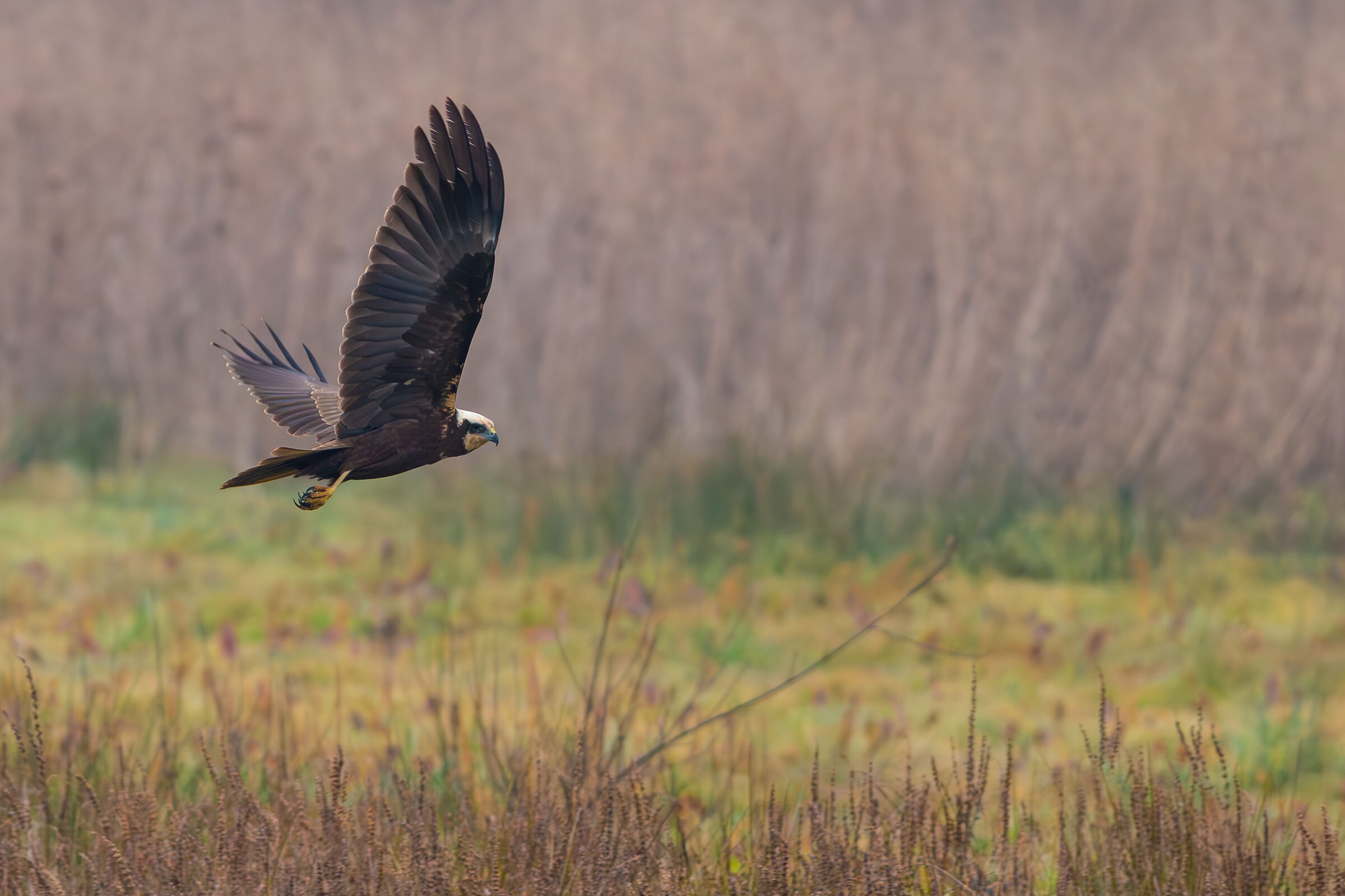 Marsh Harrier