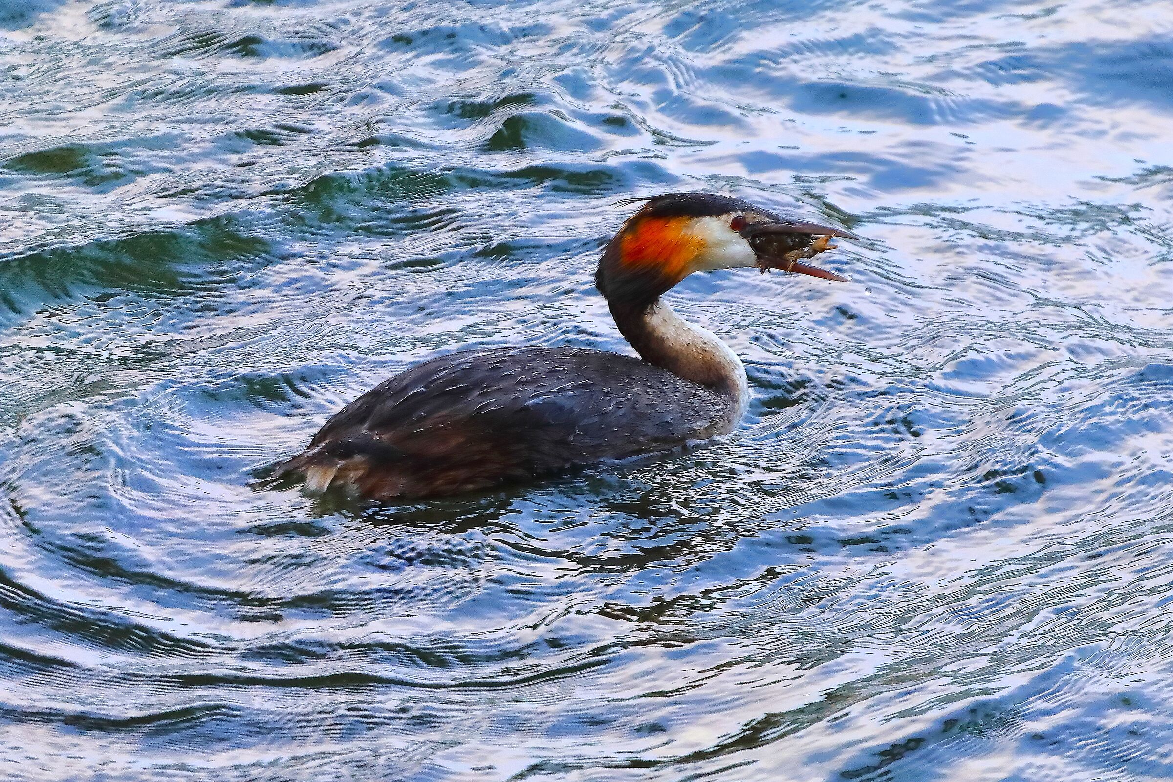 Svasso 07 agosto 2024 - 0110