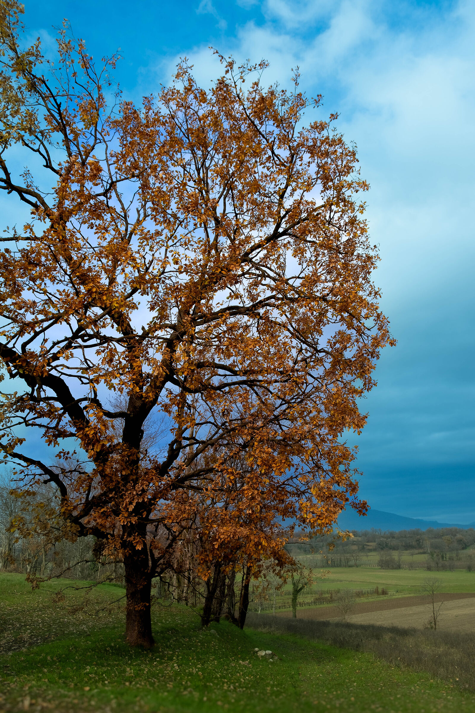 L'autunno a Dicembre