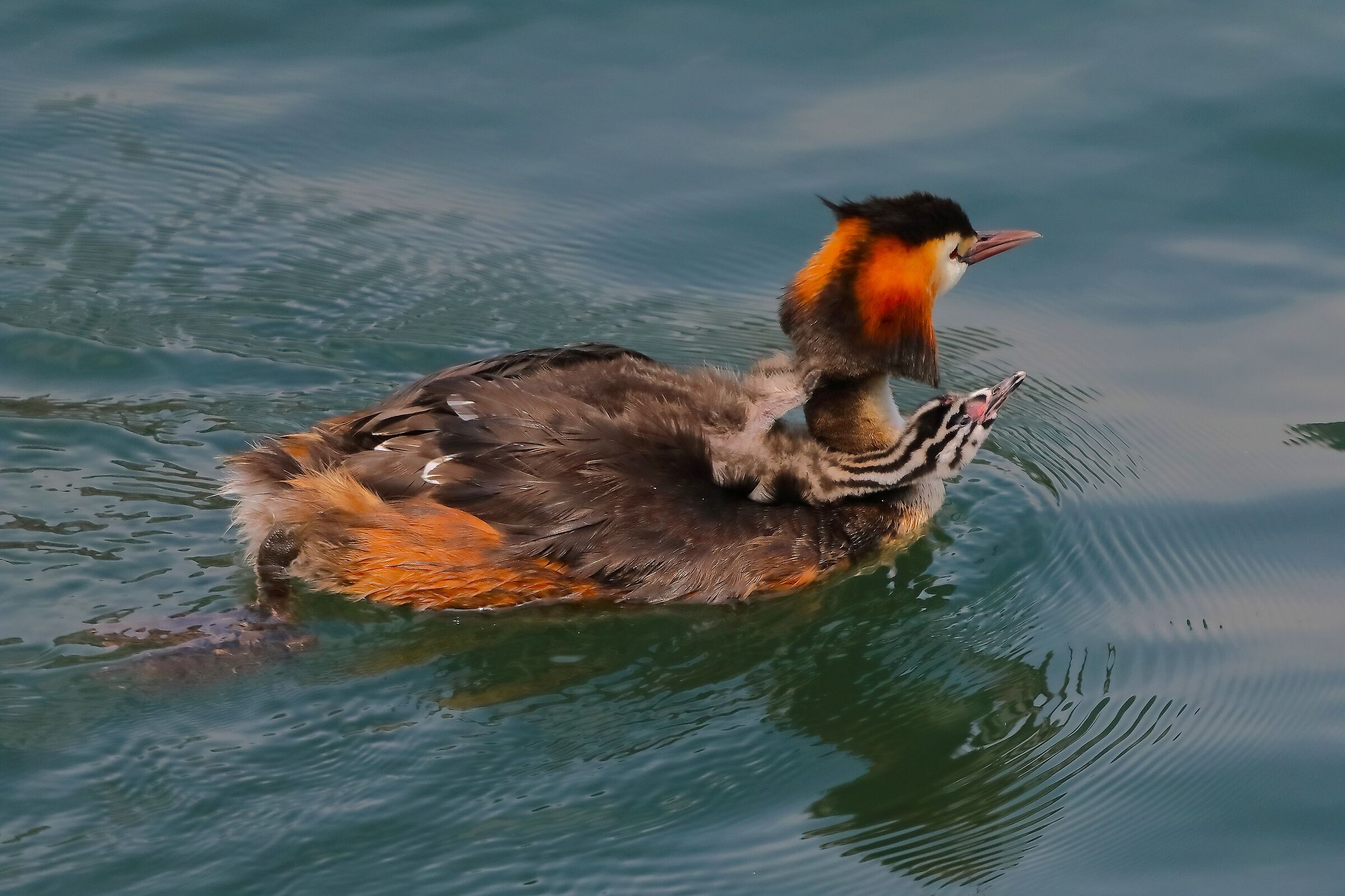 Svassi 07 agosto 2024 - 0122