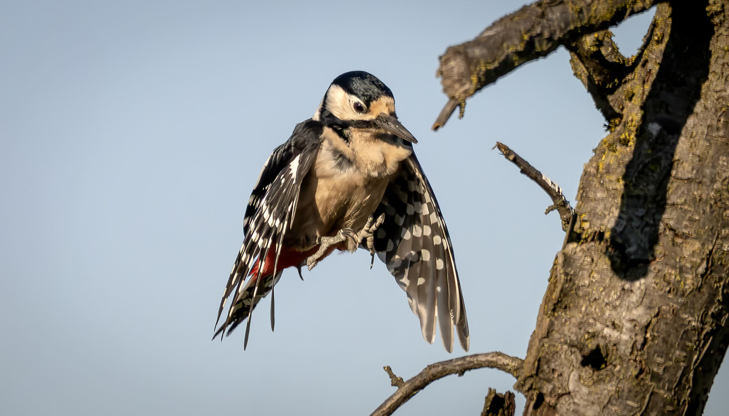 Spotted woodpecker