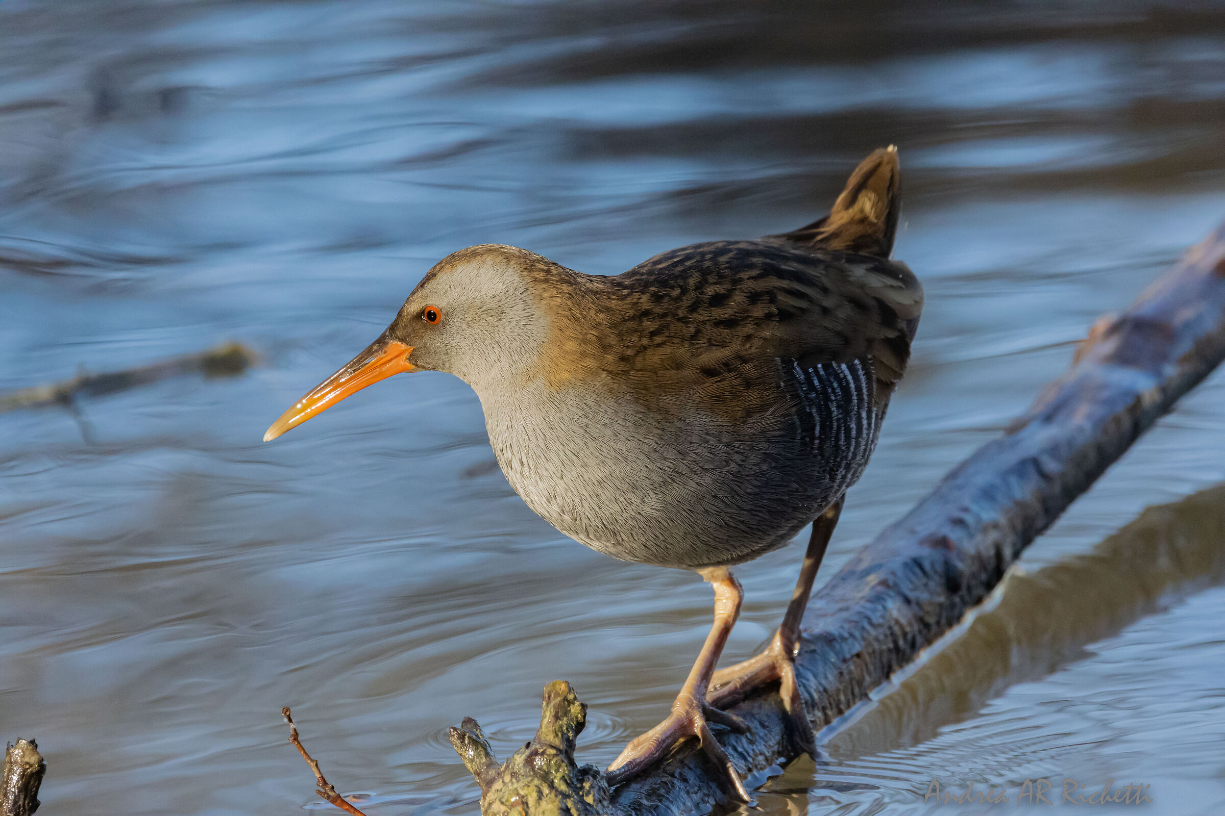 Water rail