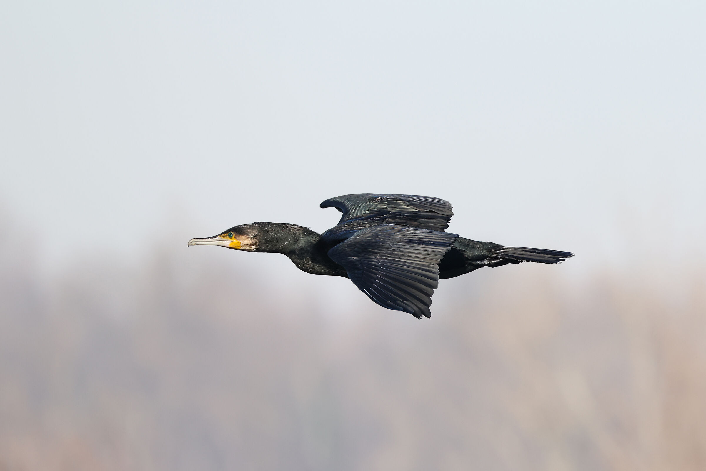 The Passage of the Cormorant