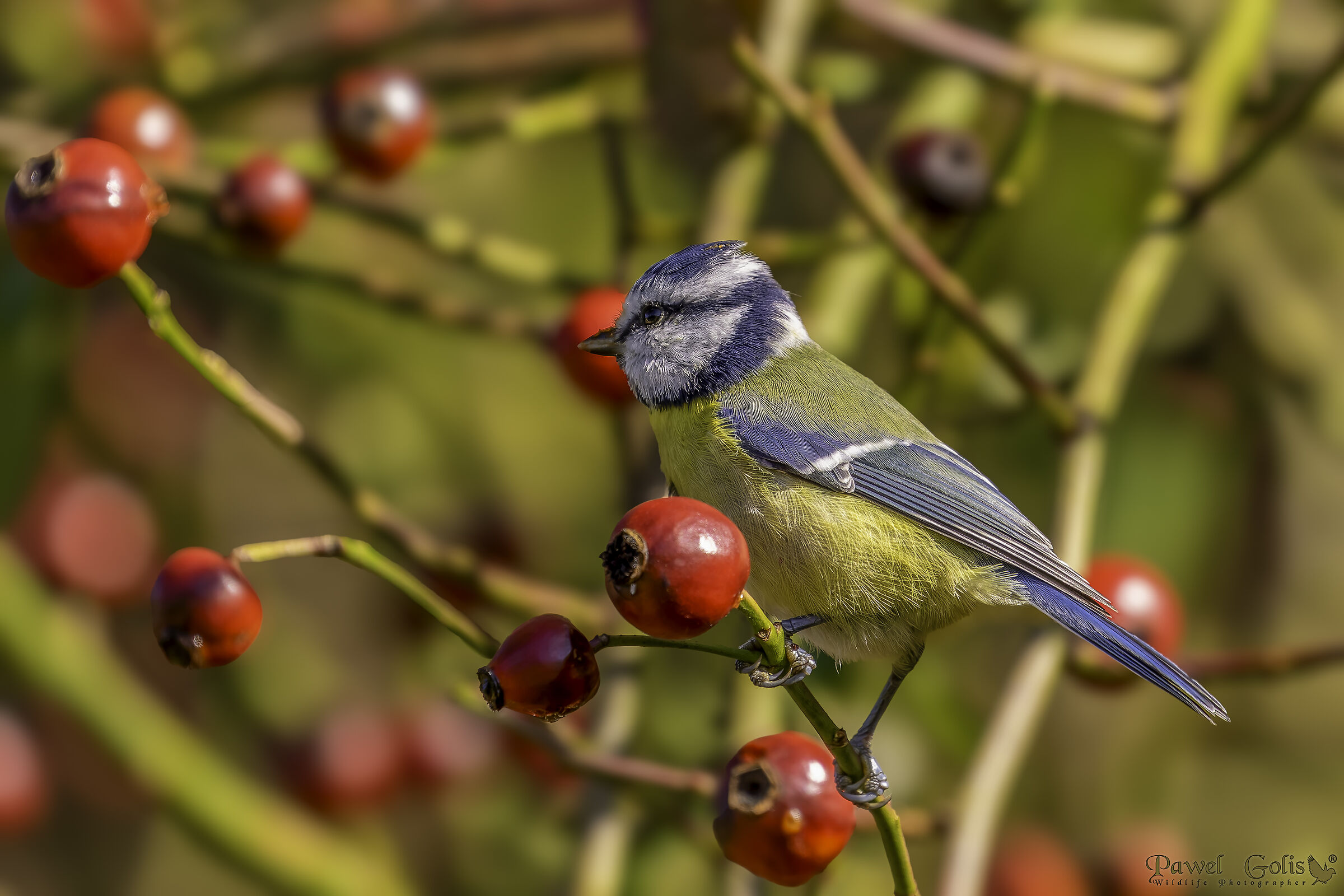 Cincia azzurra (Cyanistes caeruleus)