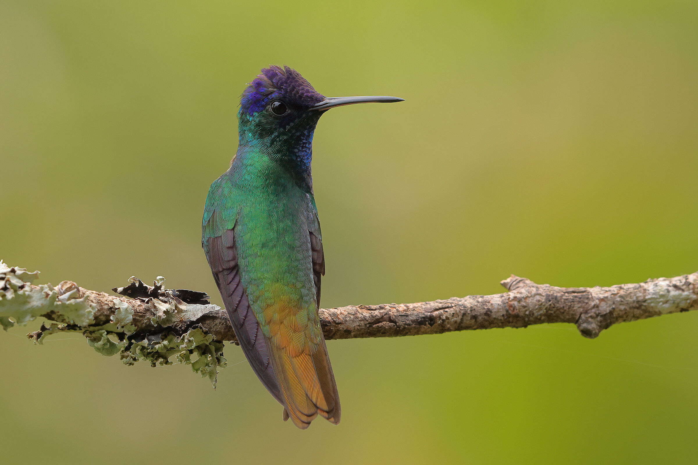 Il colibri' della pace