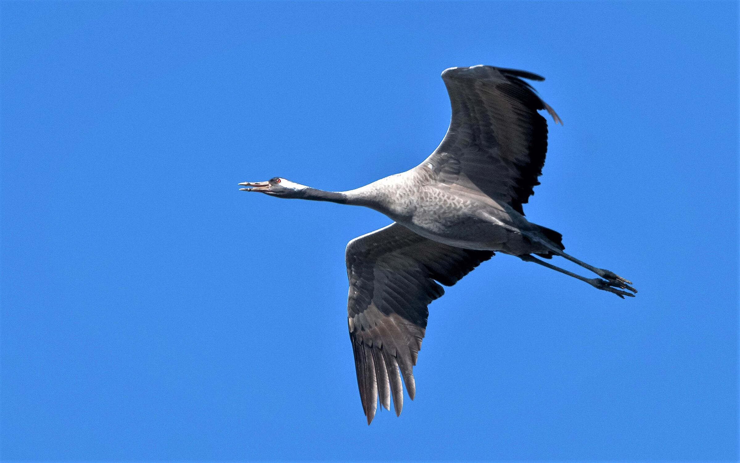 Grey crane