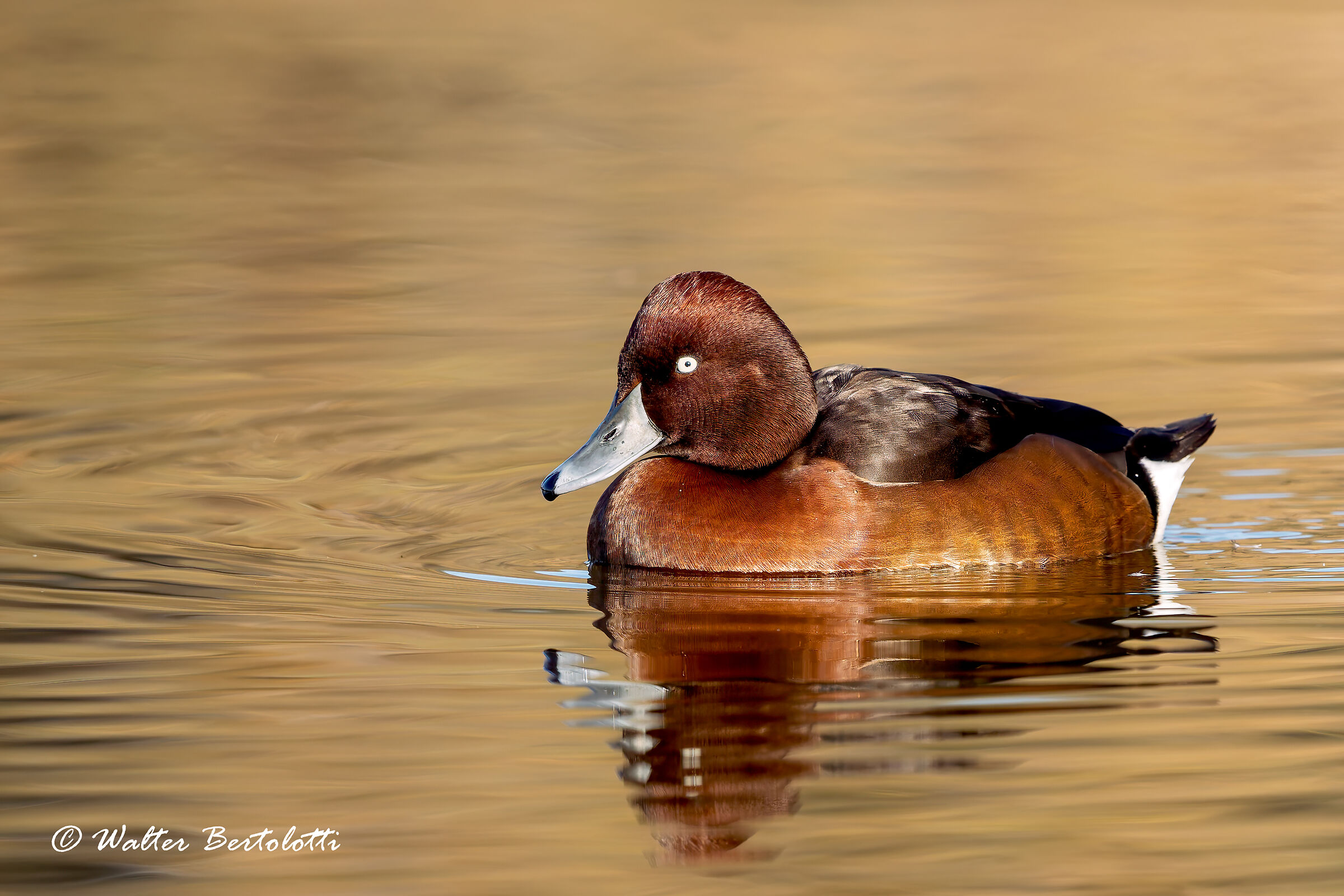 ferruginous duck